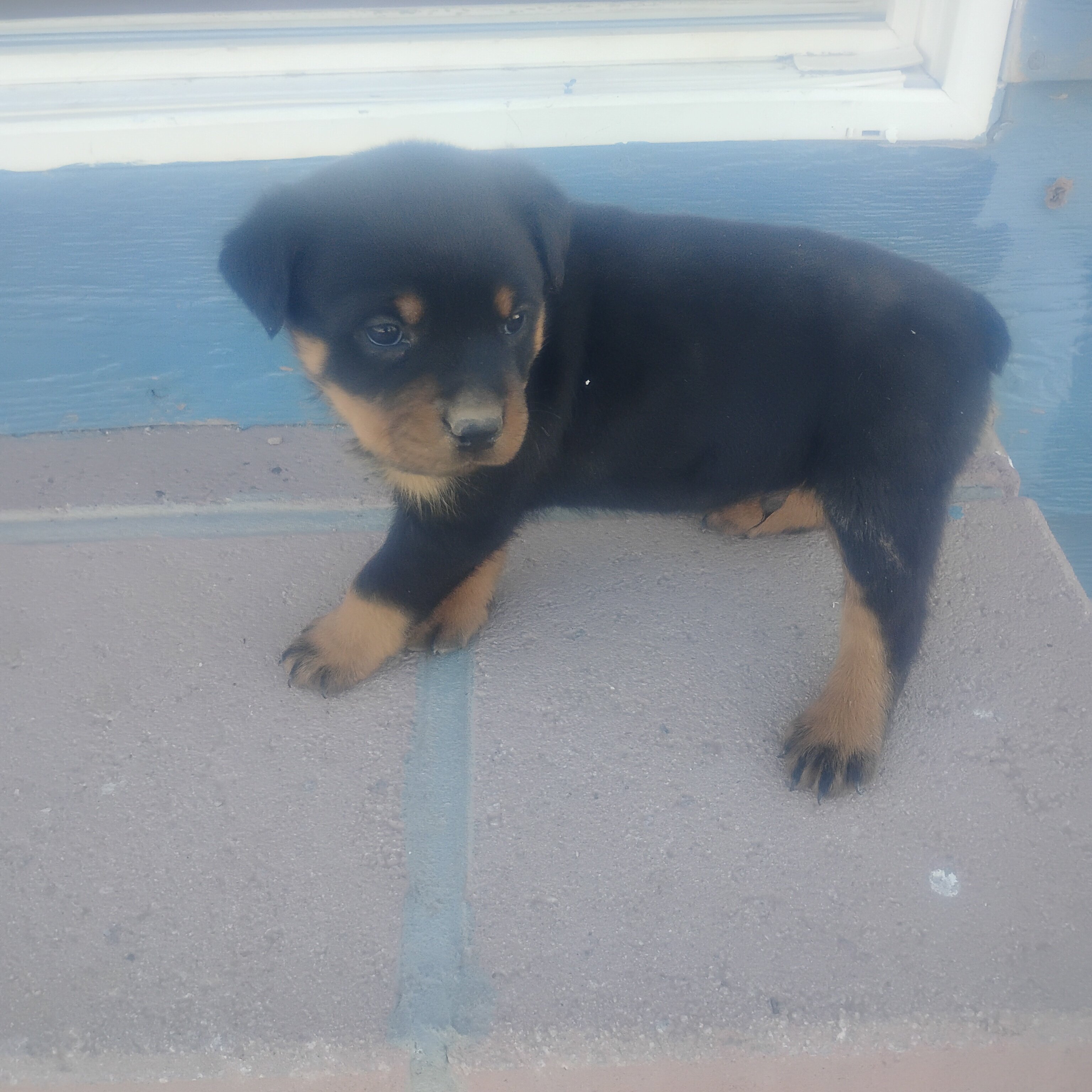 akc german rottweiler pups 6 weeks old image 2