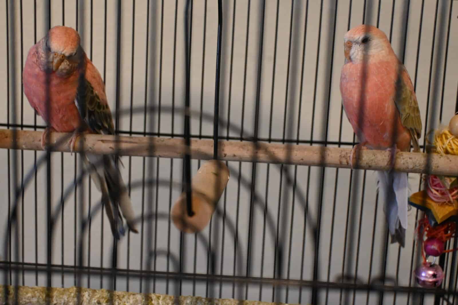 Pair of Bourke's parakeets looking for a new home image 3