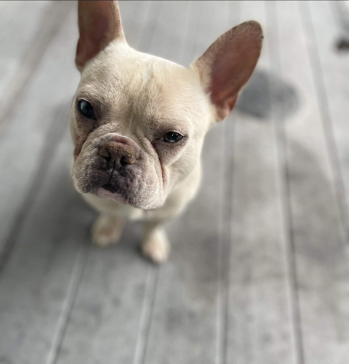 French bulldog 2 years old image 1
