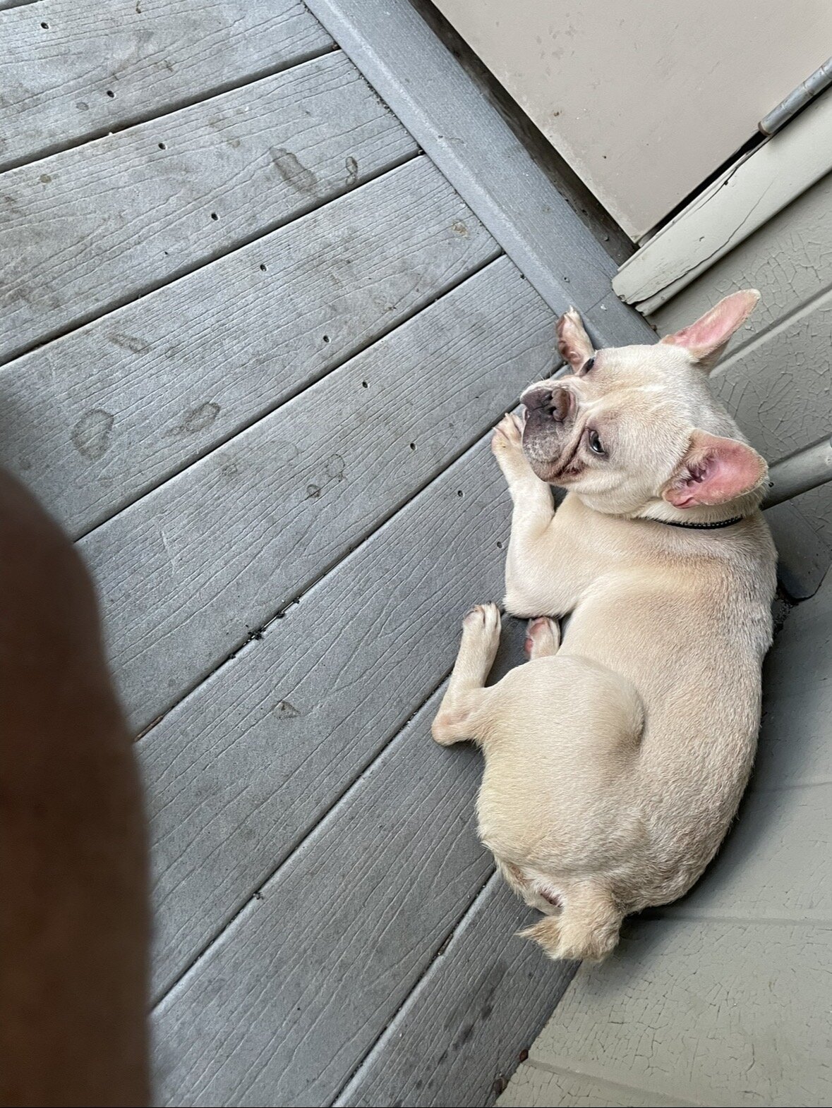 French bulldog 2 years old image 2