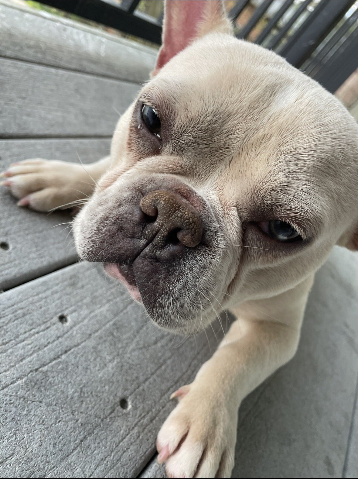 French bulldog 2 years old image 3