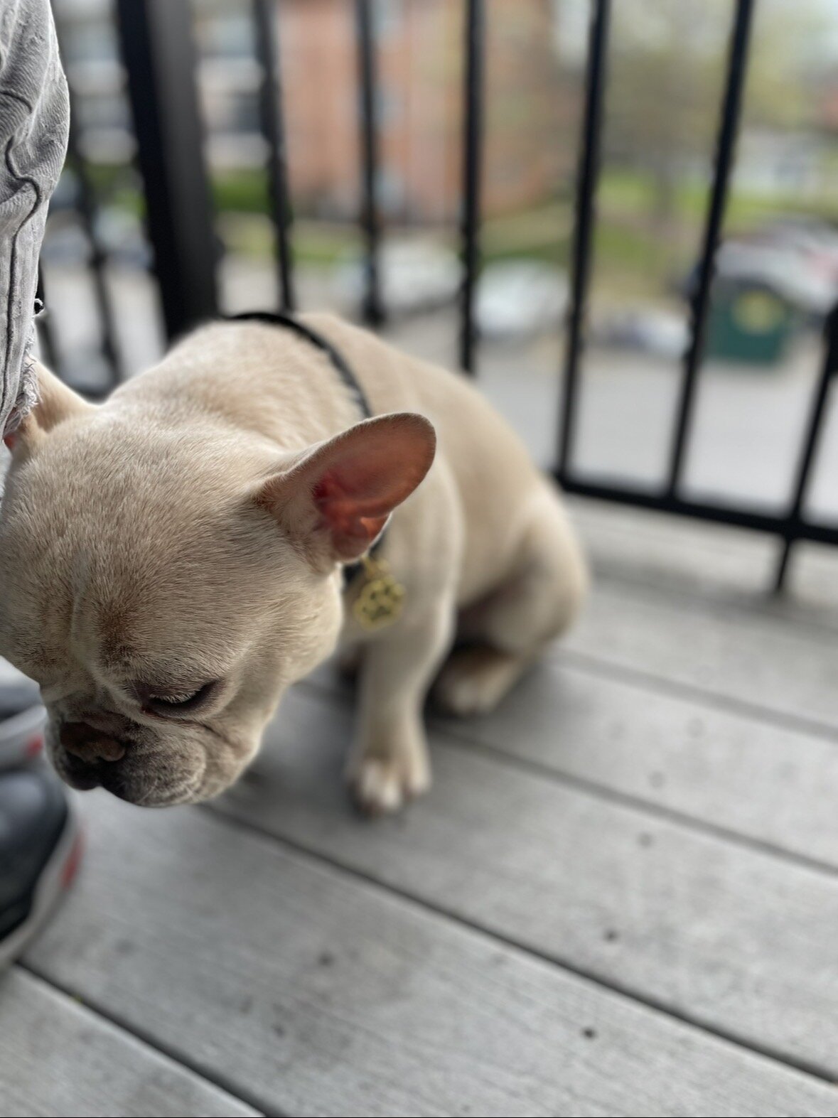 French bulldog 2 years old image 4