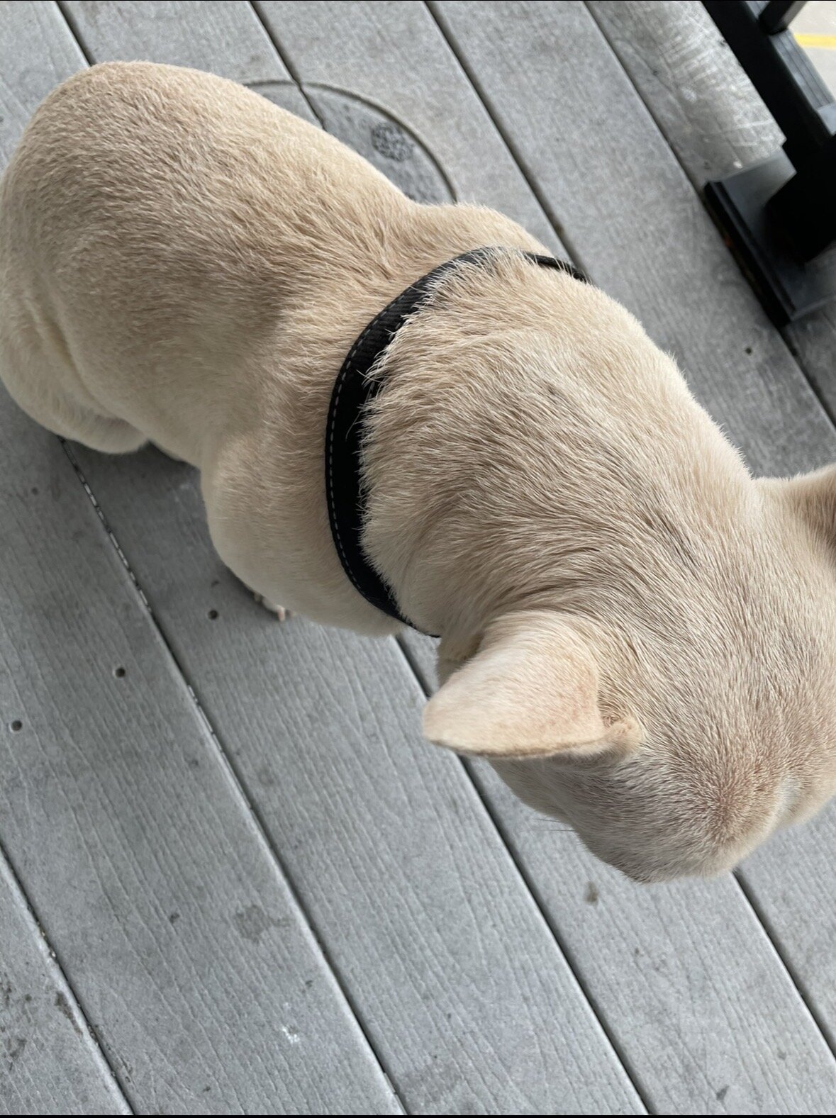 French bulldog 2 years old image 5
