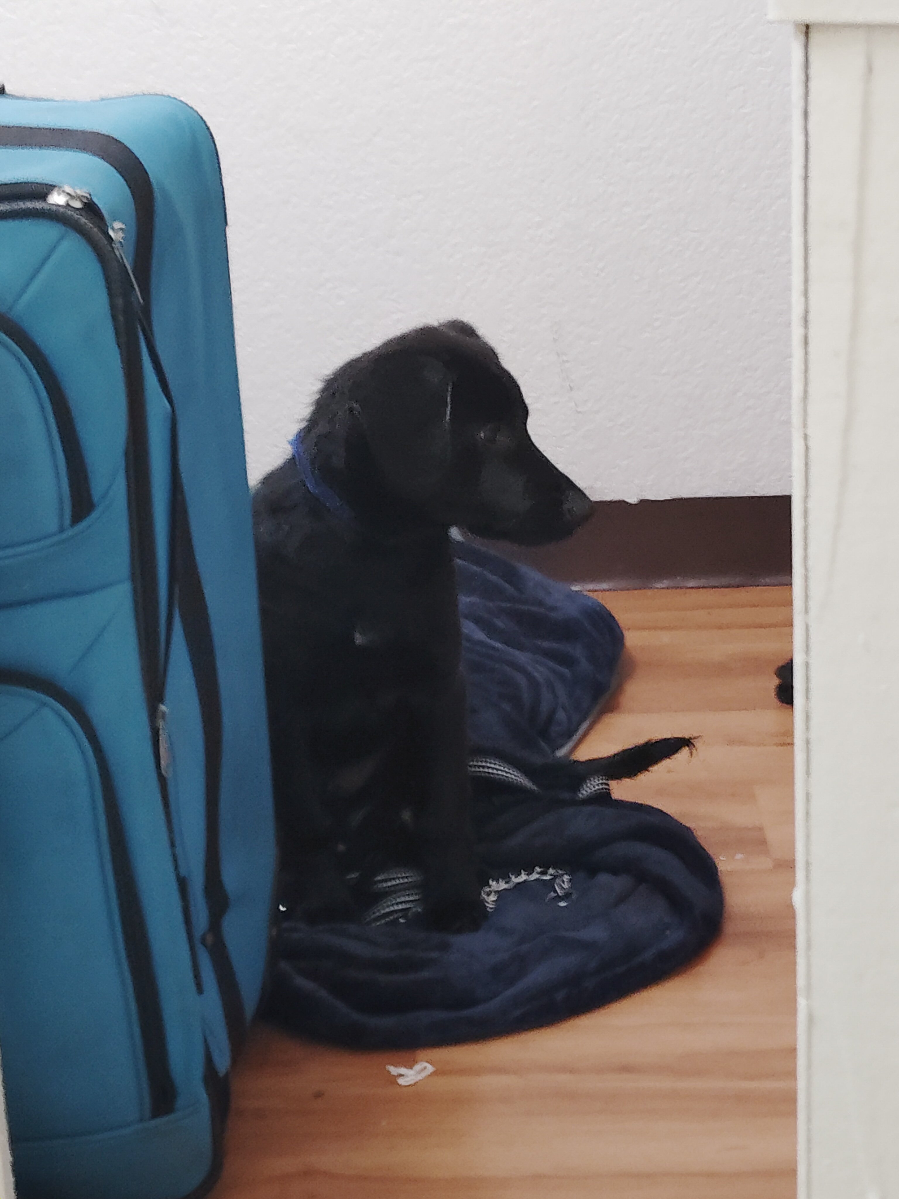 Labrador retriever puppy image 2