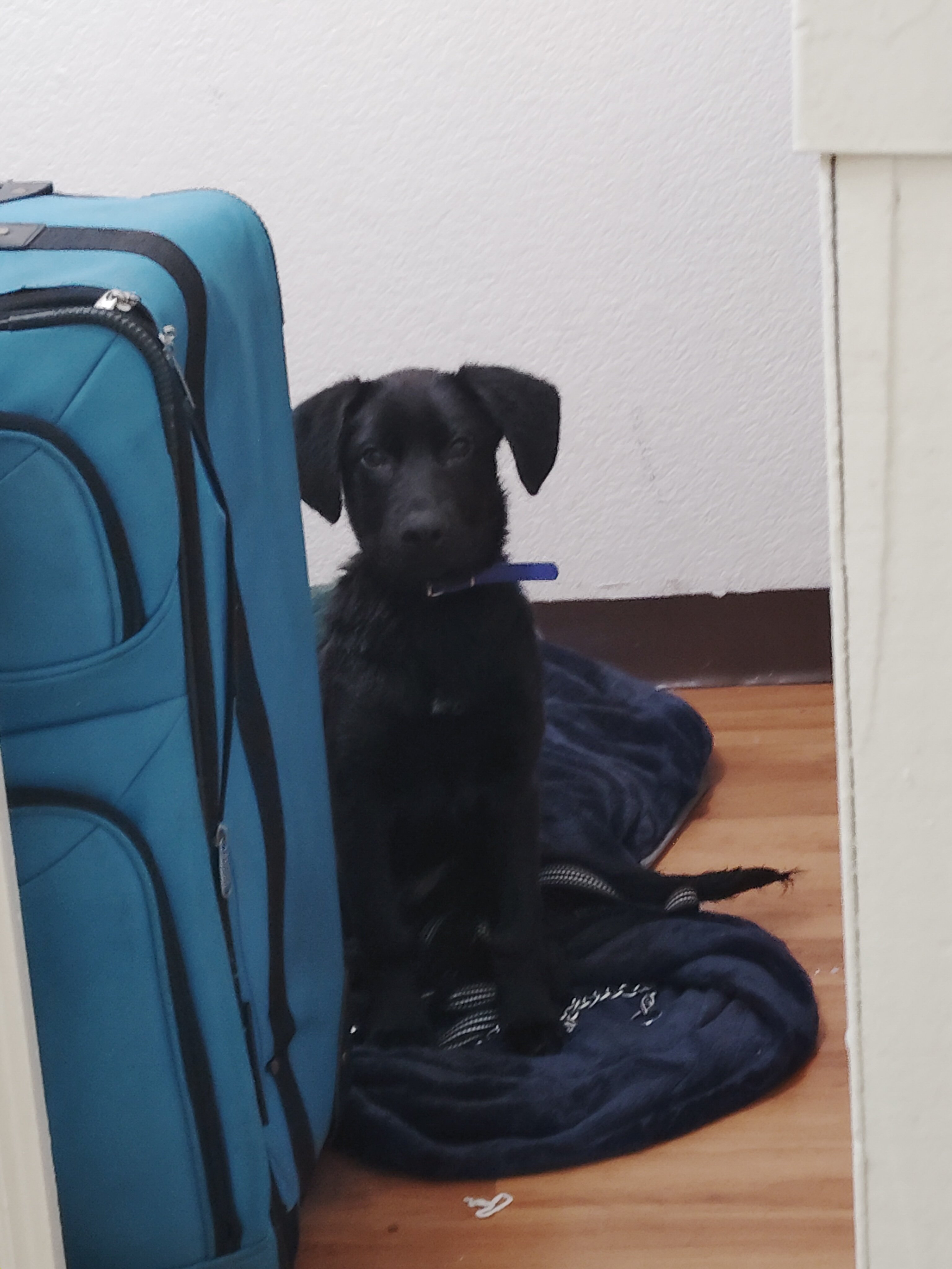 Labrador retriever puppy image 4