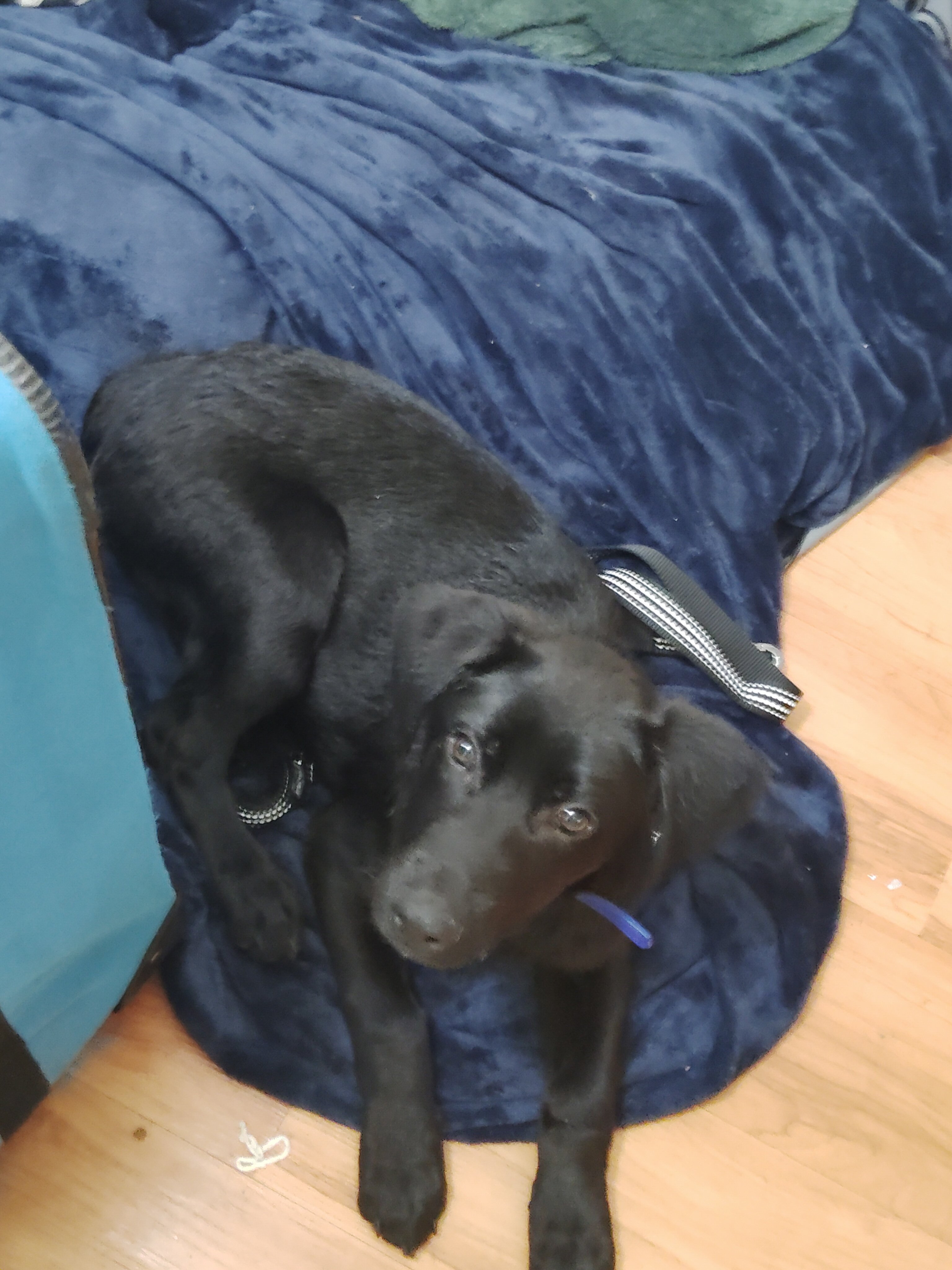 Labrador retriever puppy image 5