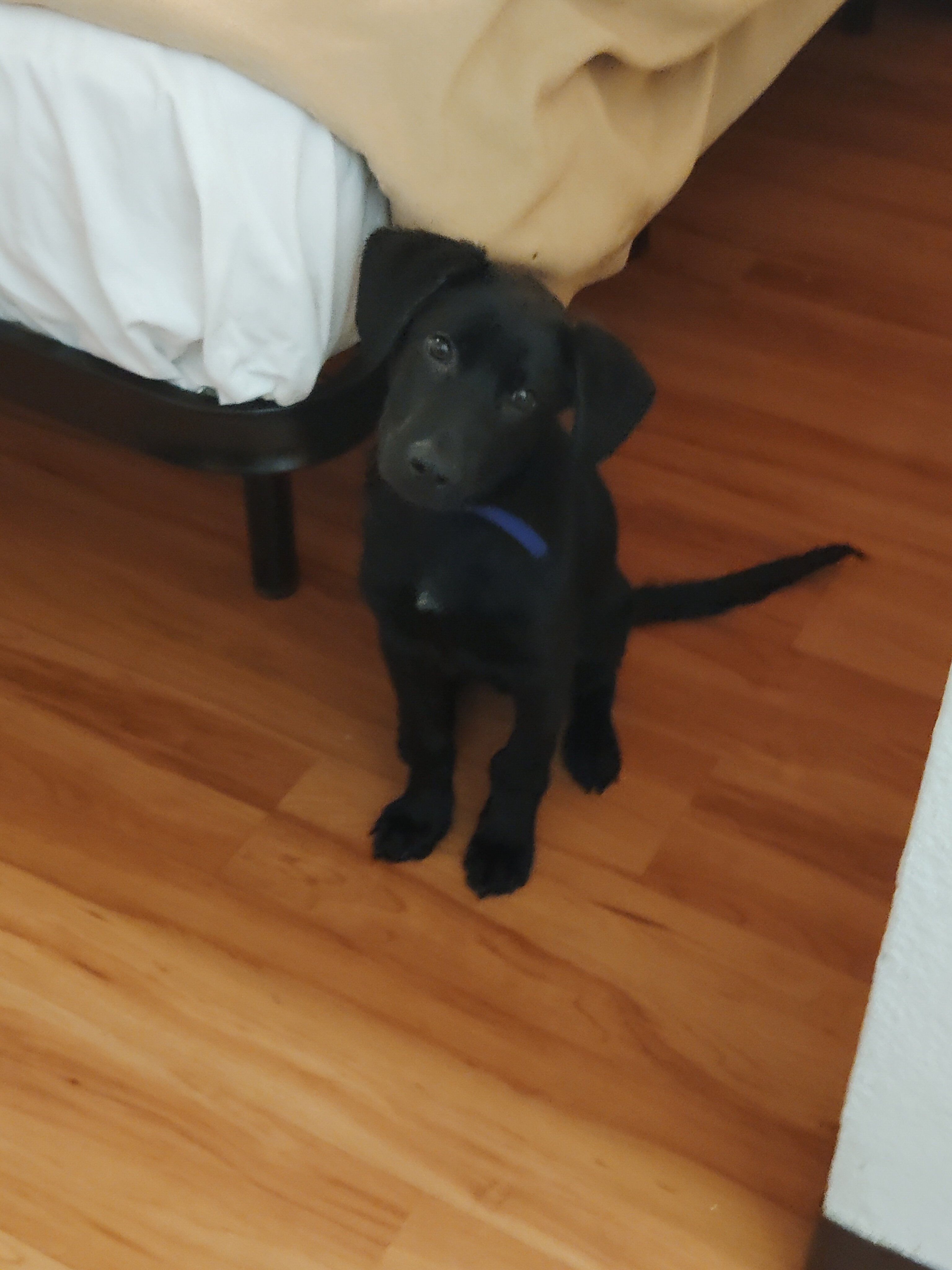 Labrador retriever puppy image 1