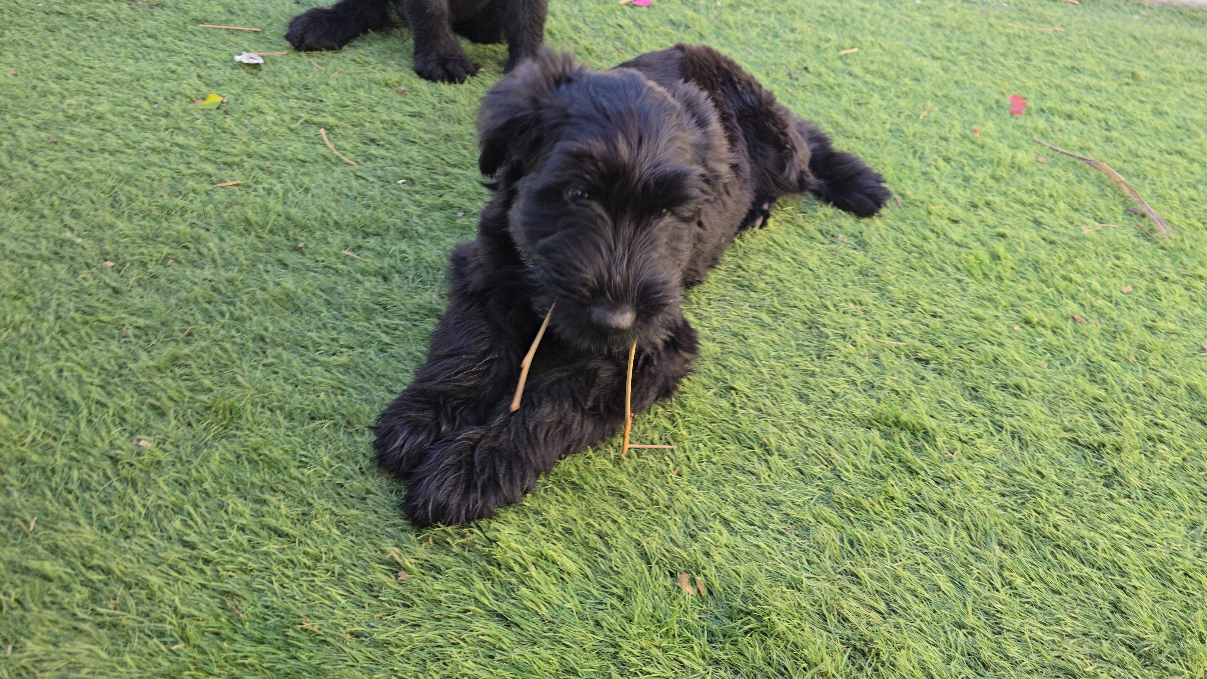 Giant Schnauzer image 2