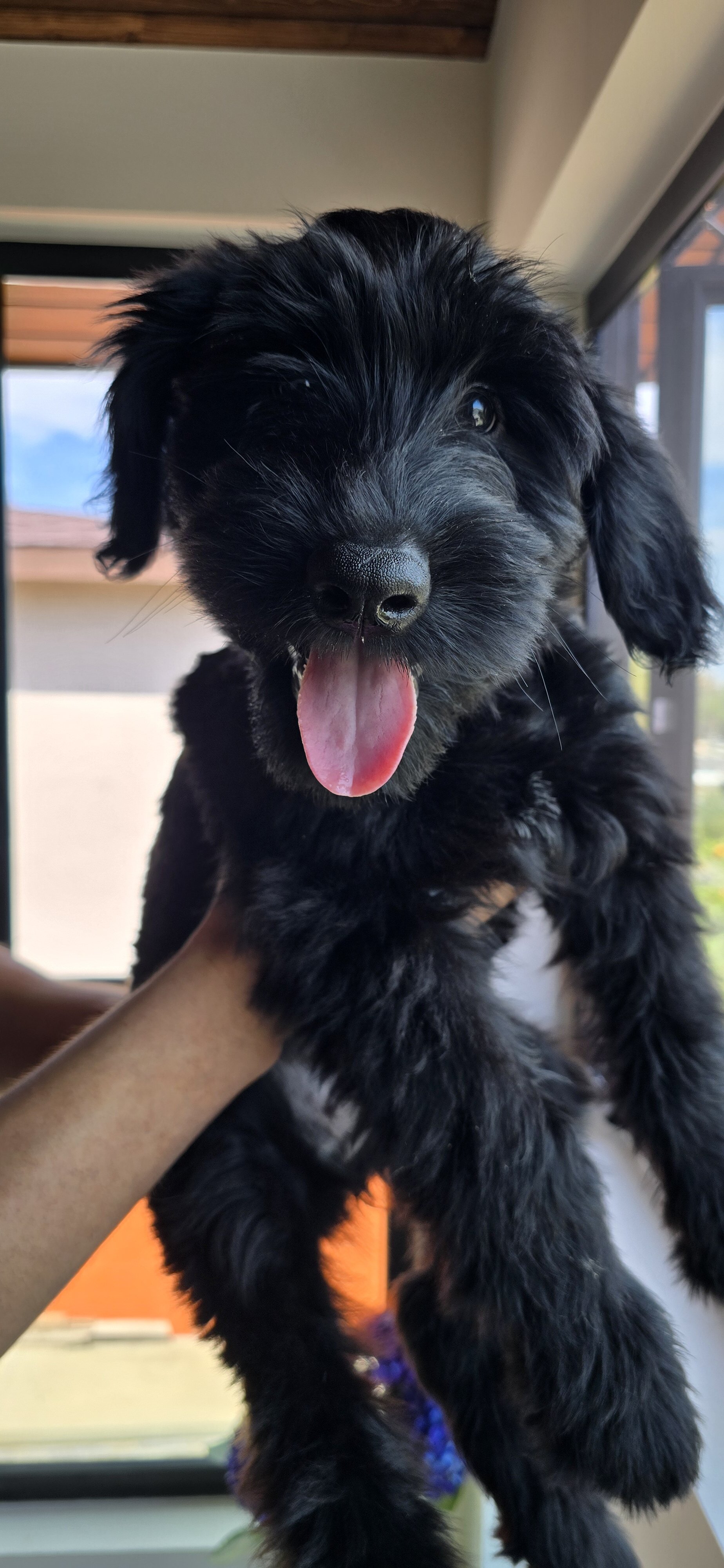 Giant Schnauzer image 1