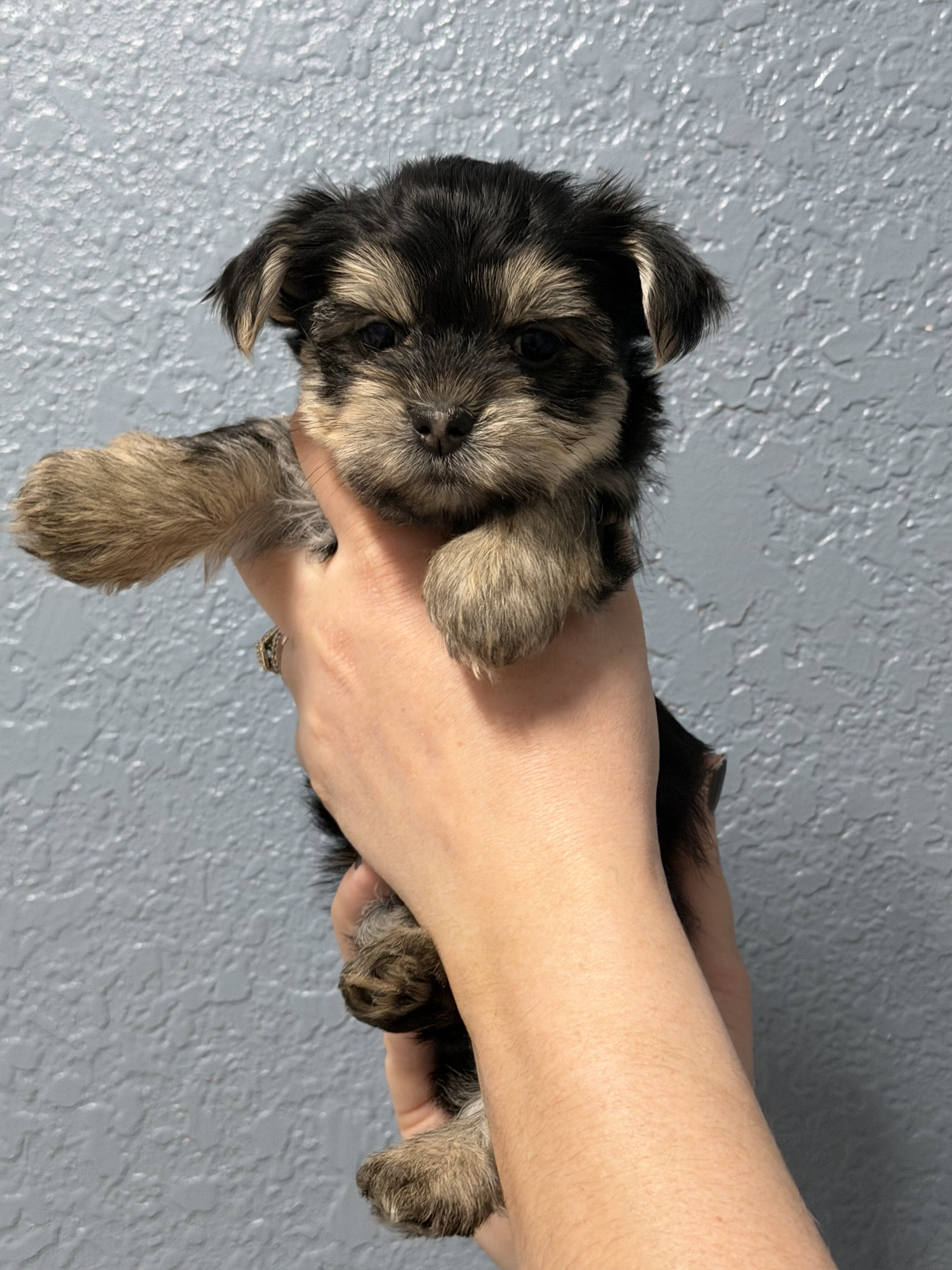 Yorkie image 2