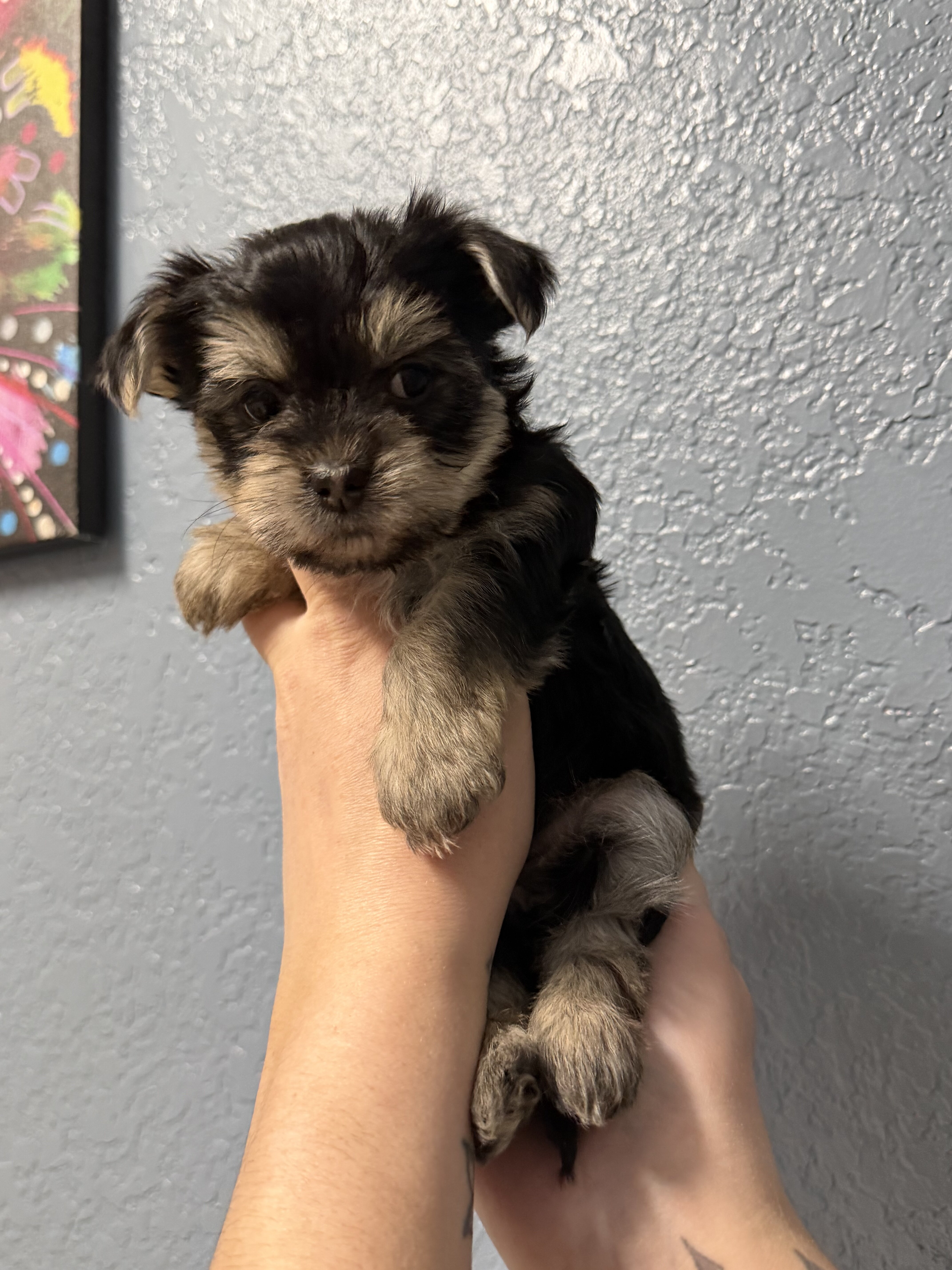 Yorkie image 3