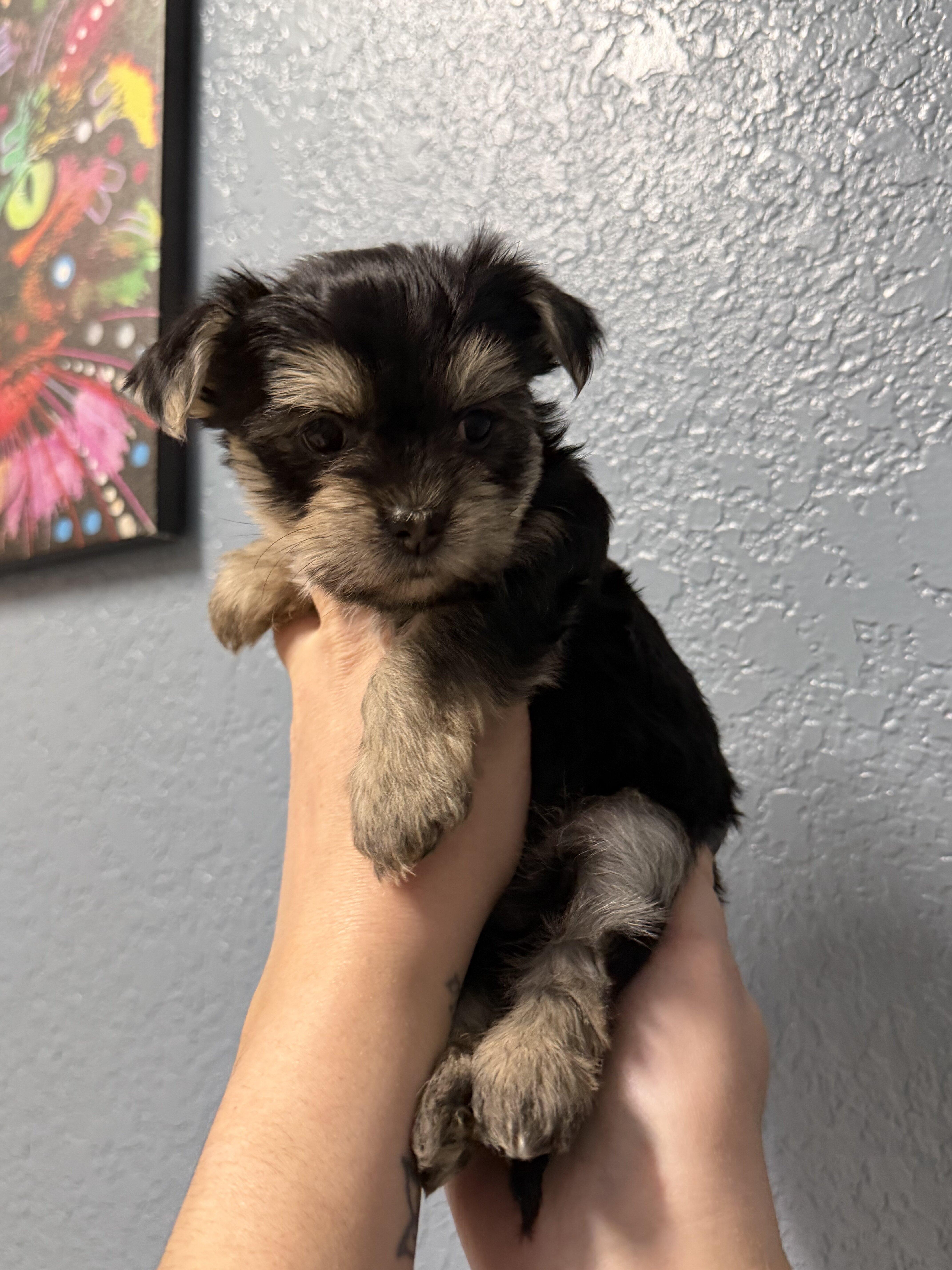 Yorkie image 1