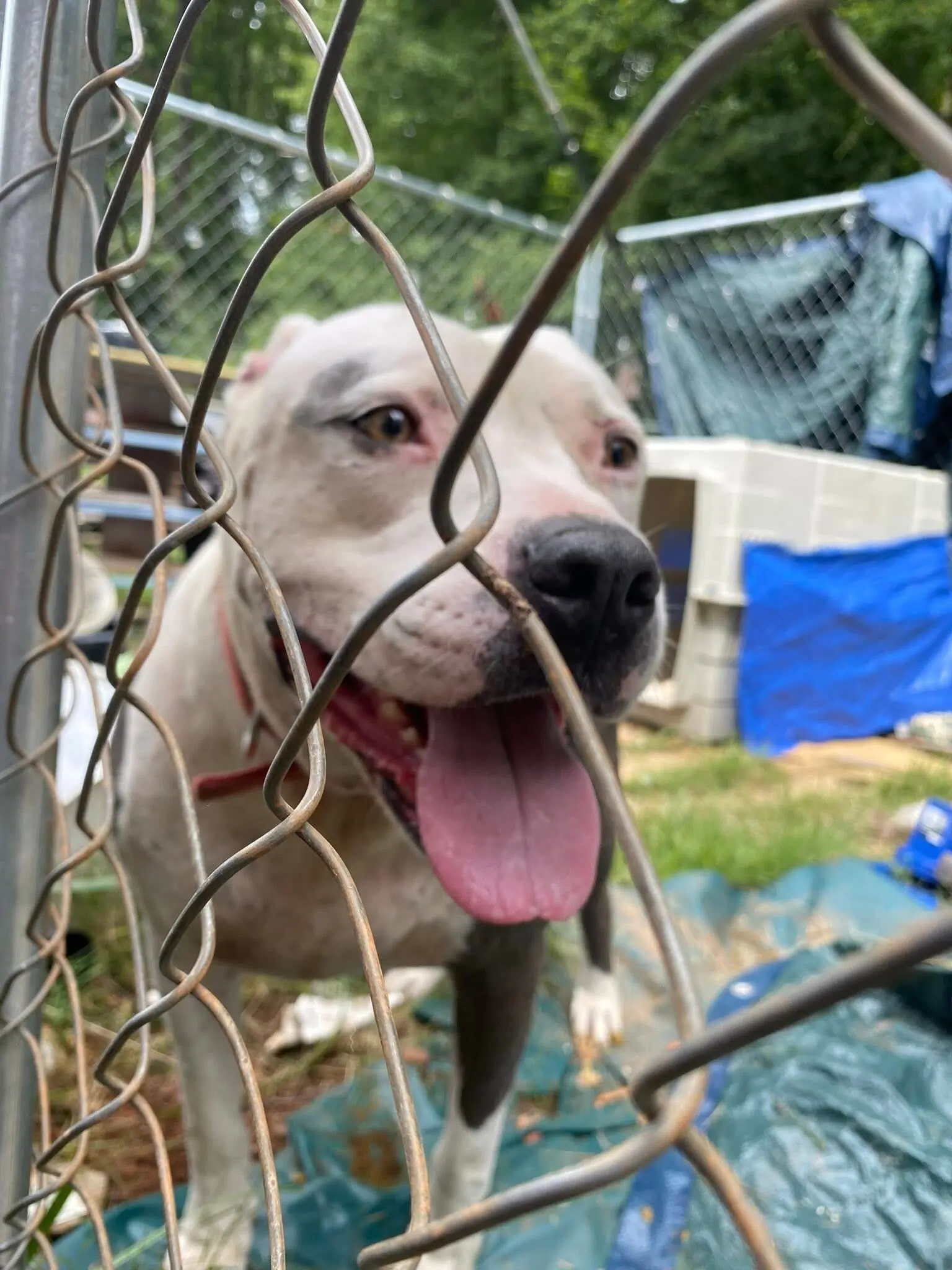 Dog Free To Good Home PetClassifieds Com Petclassifieds 13300 Img 7525.webp