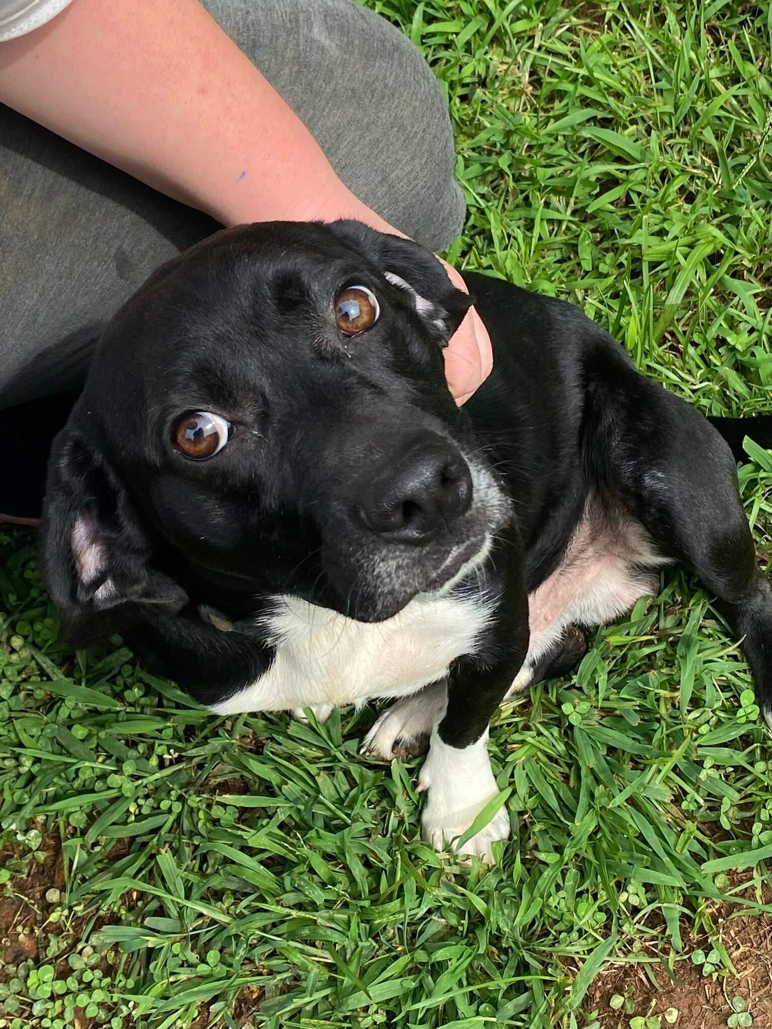 Free dog to good home image 1