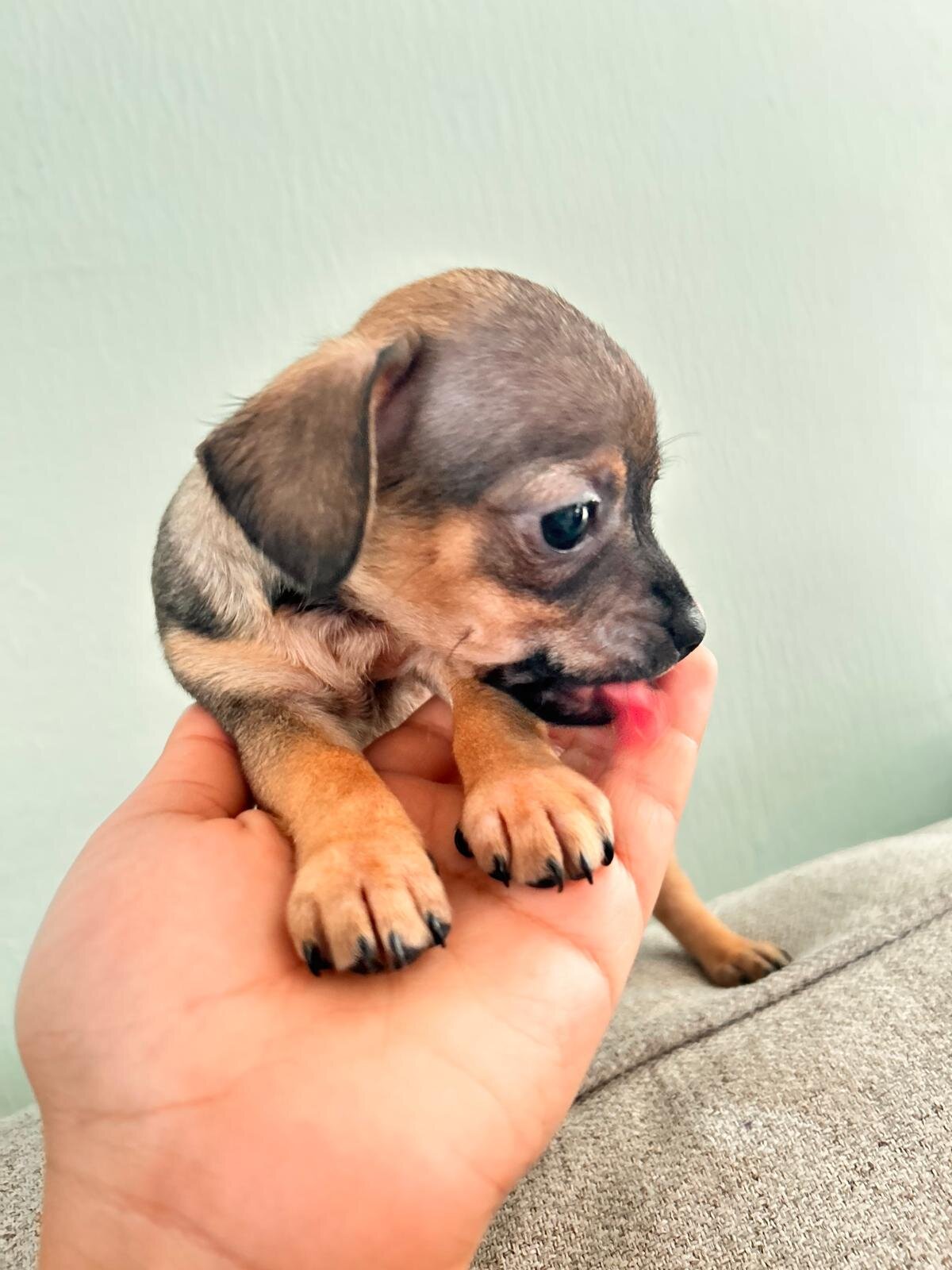 Chihuahua image 3