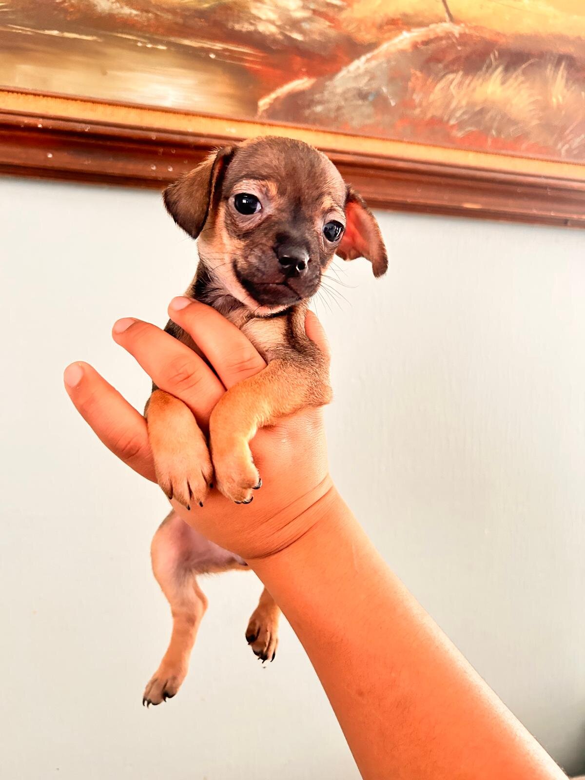 Chihuahua image 10