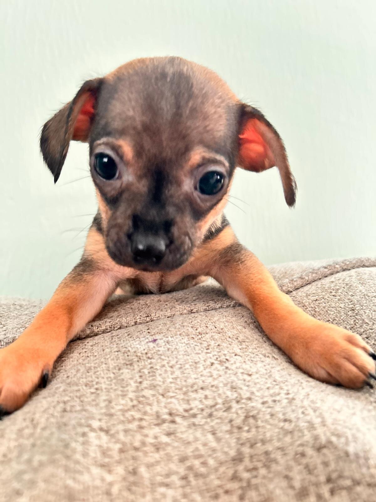 Chihuahua image 2