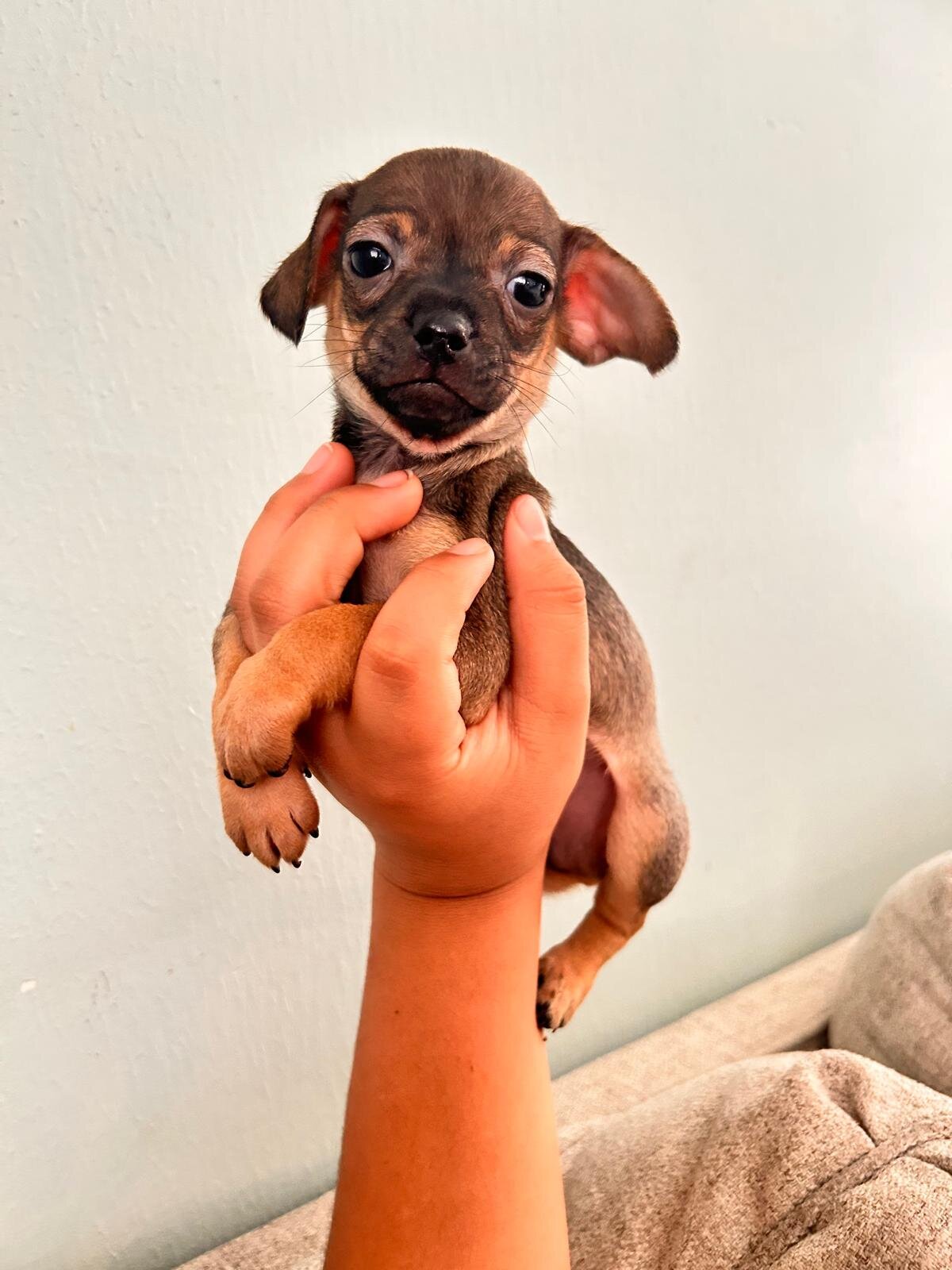 Chihuahua image 5