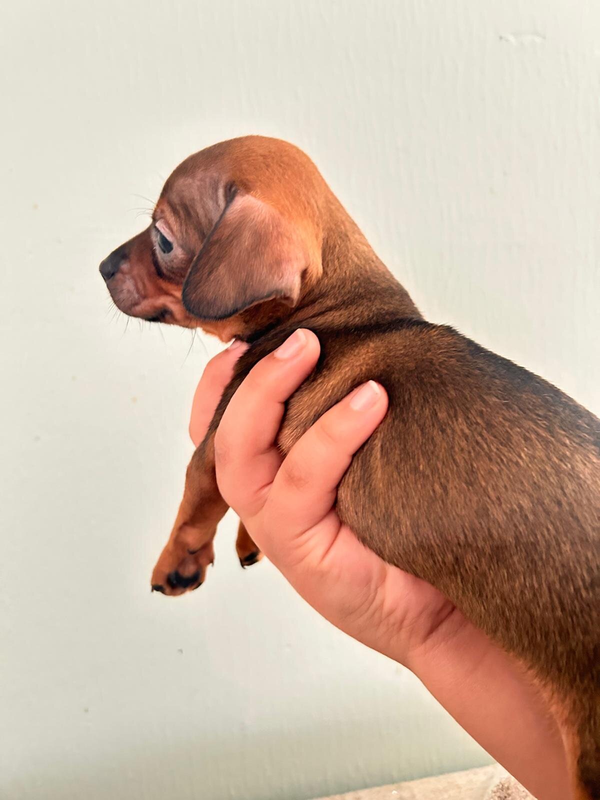Chihuahua image 7
