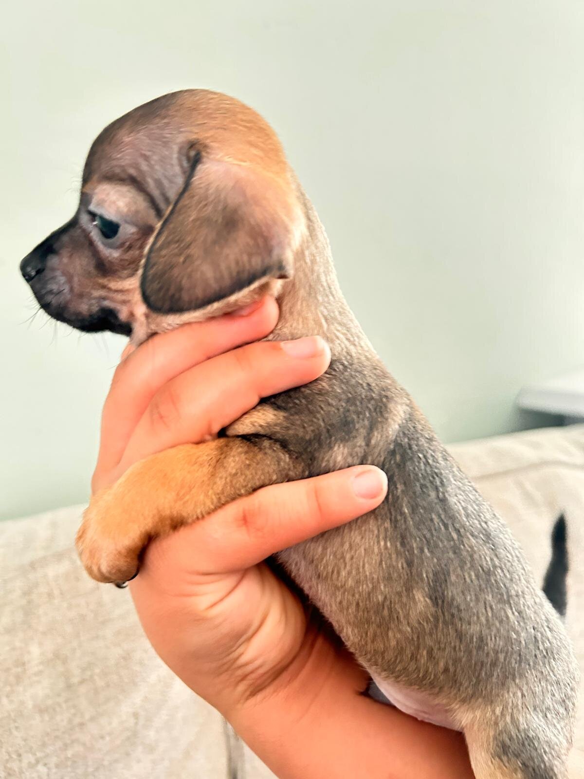 Chihuahua image 4