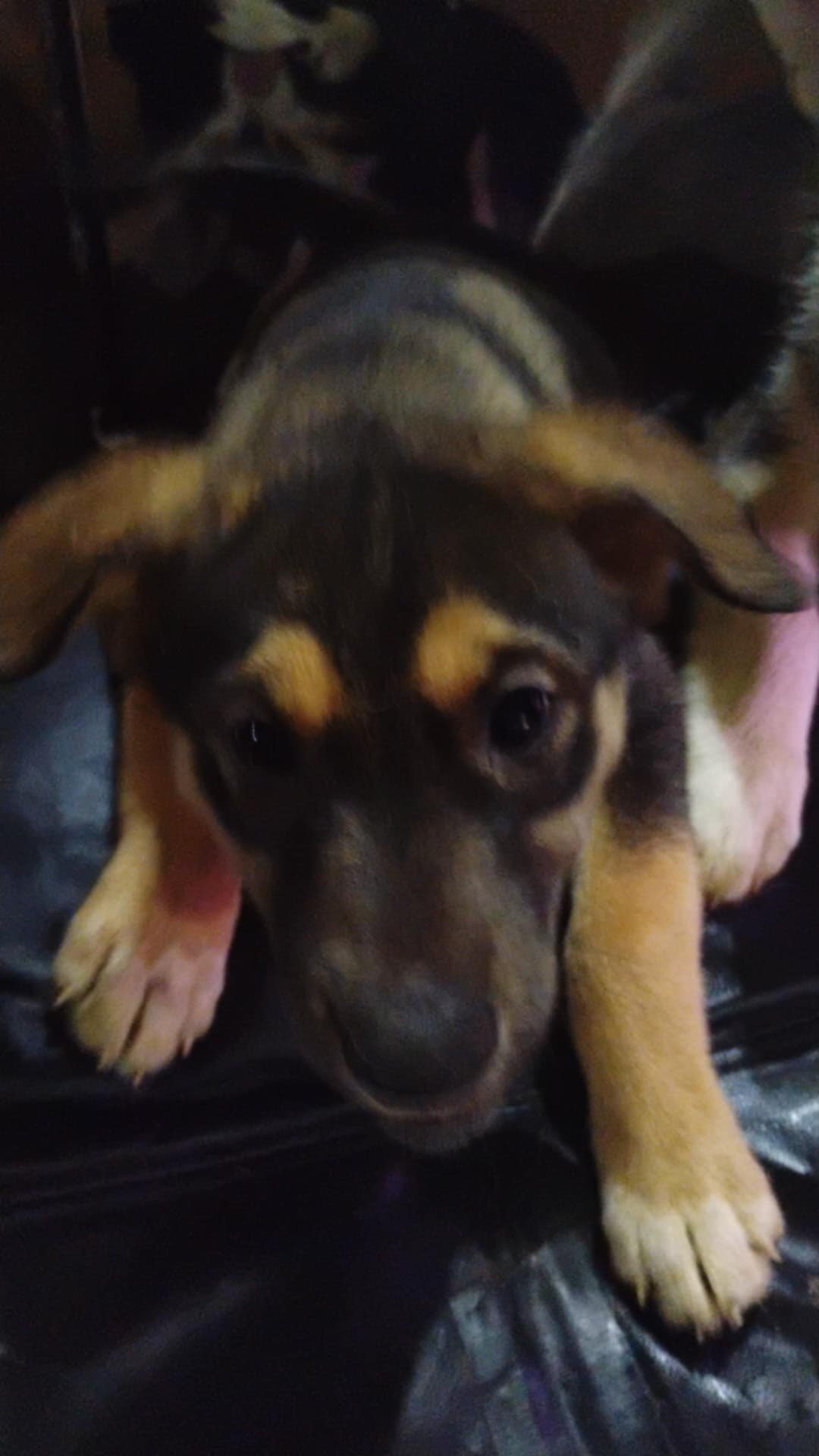 Bloodhound/Husky/Shepherd Puppies image 3