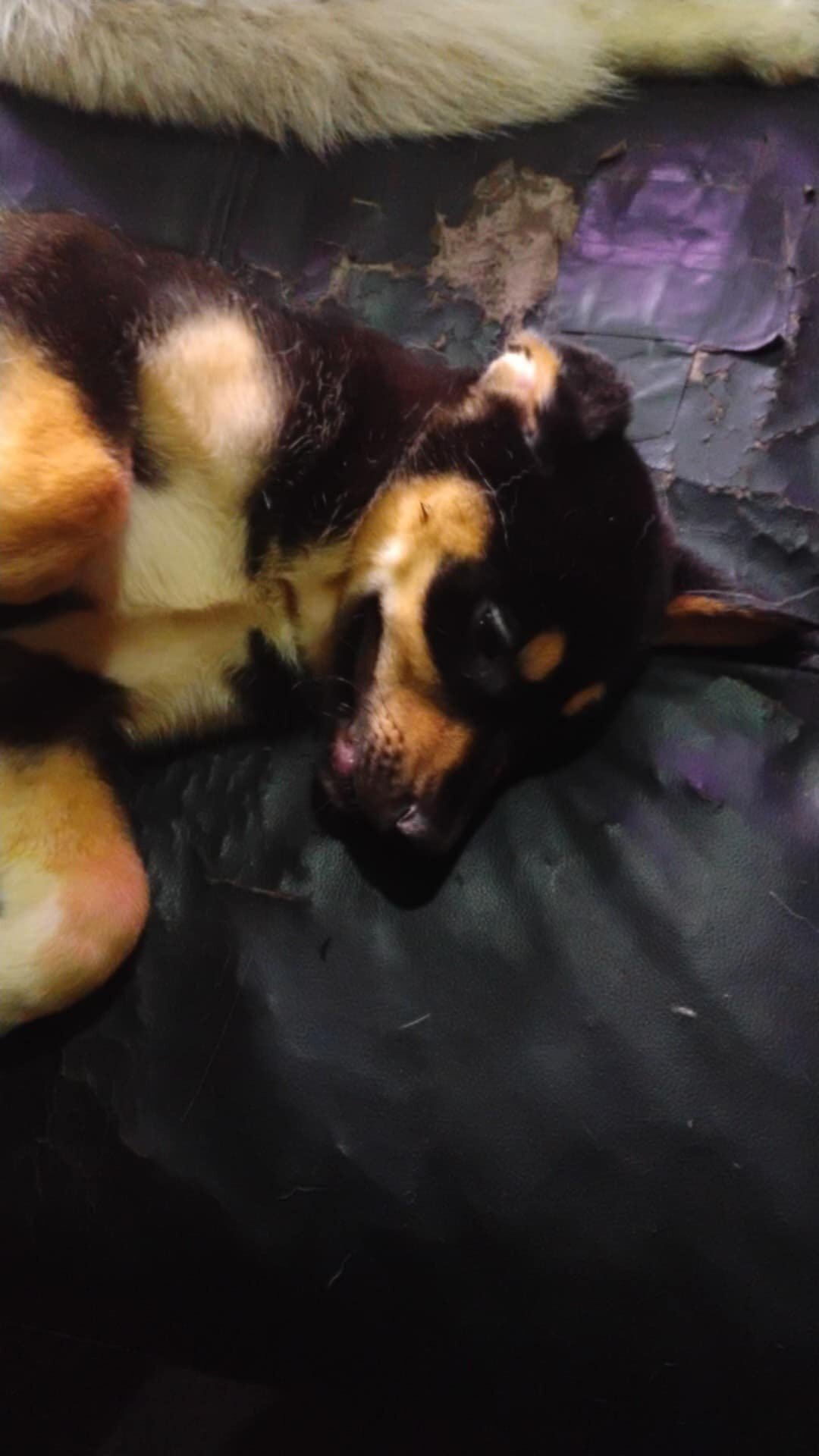 Bloodhound/Husky/Shepherd Puppies image 4