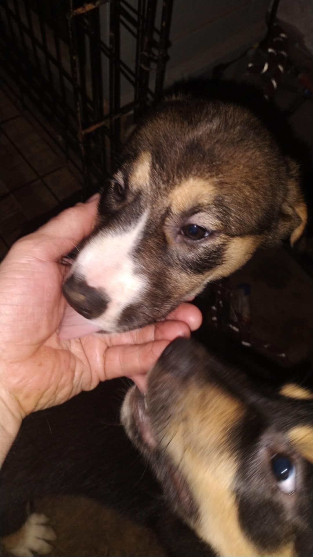 Bloodhound/Husky/Shepherd Puppies image 2