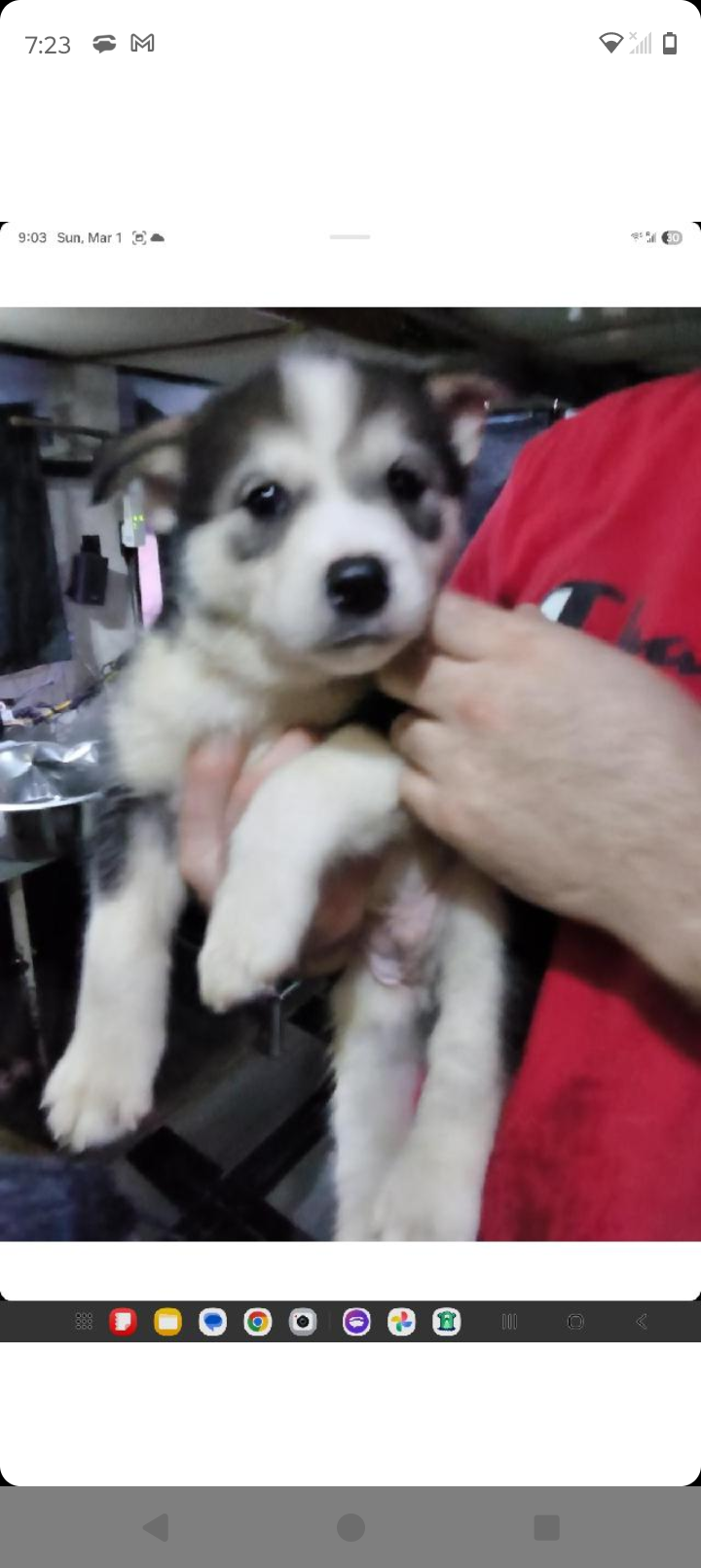Bloodhound/Husky/Shepherd Puppies image 1