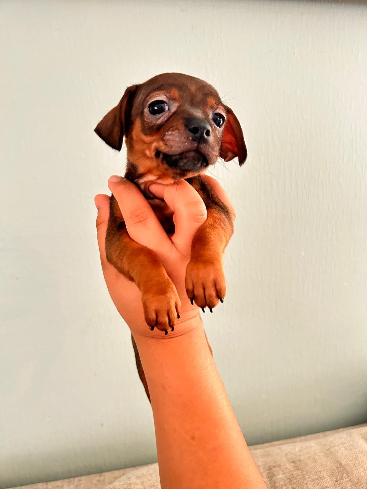 Chihuahuas ❤️❤️❤️ image 10