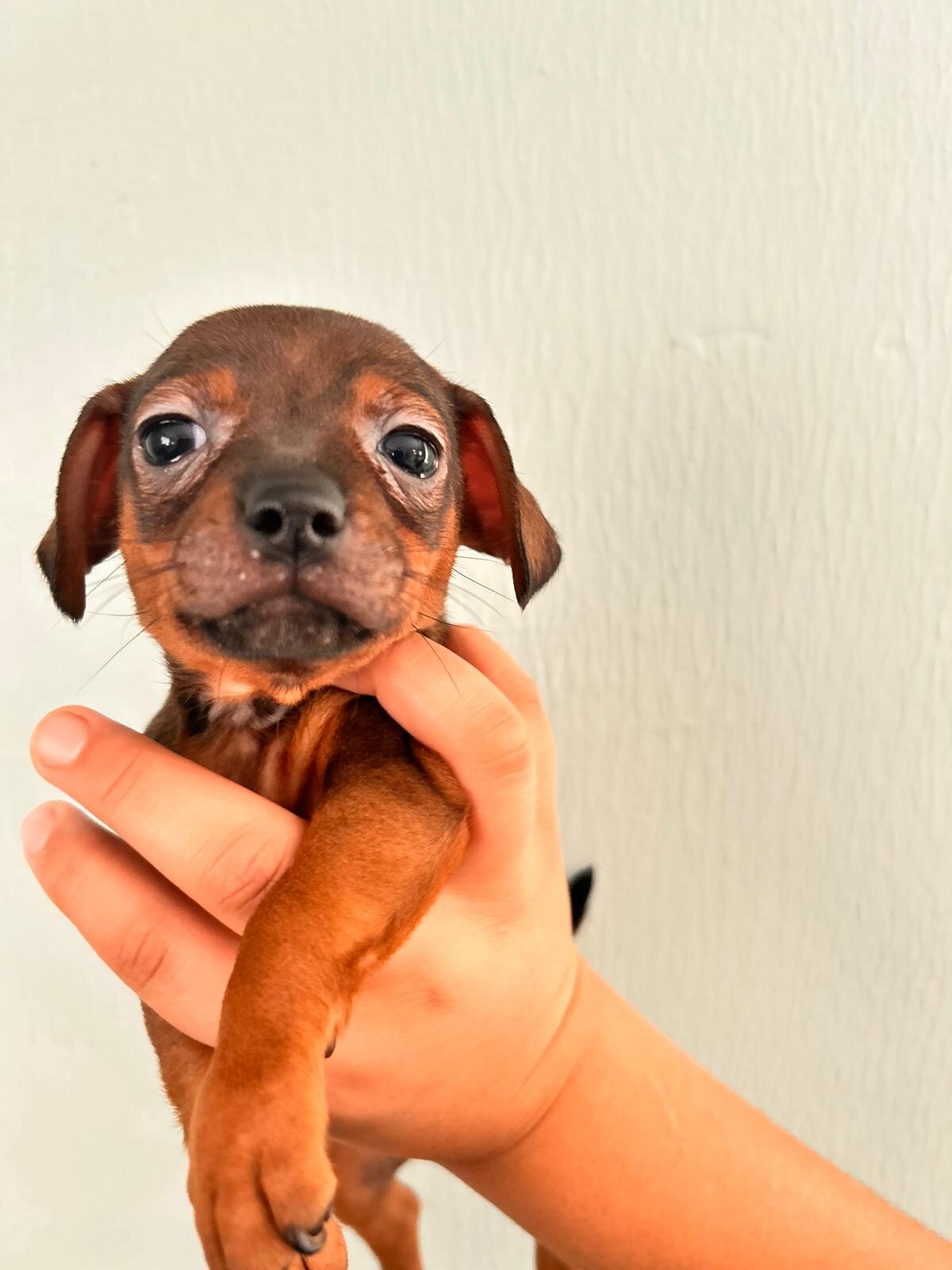 Chihuahuas ❤️❤️❤️ image 2