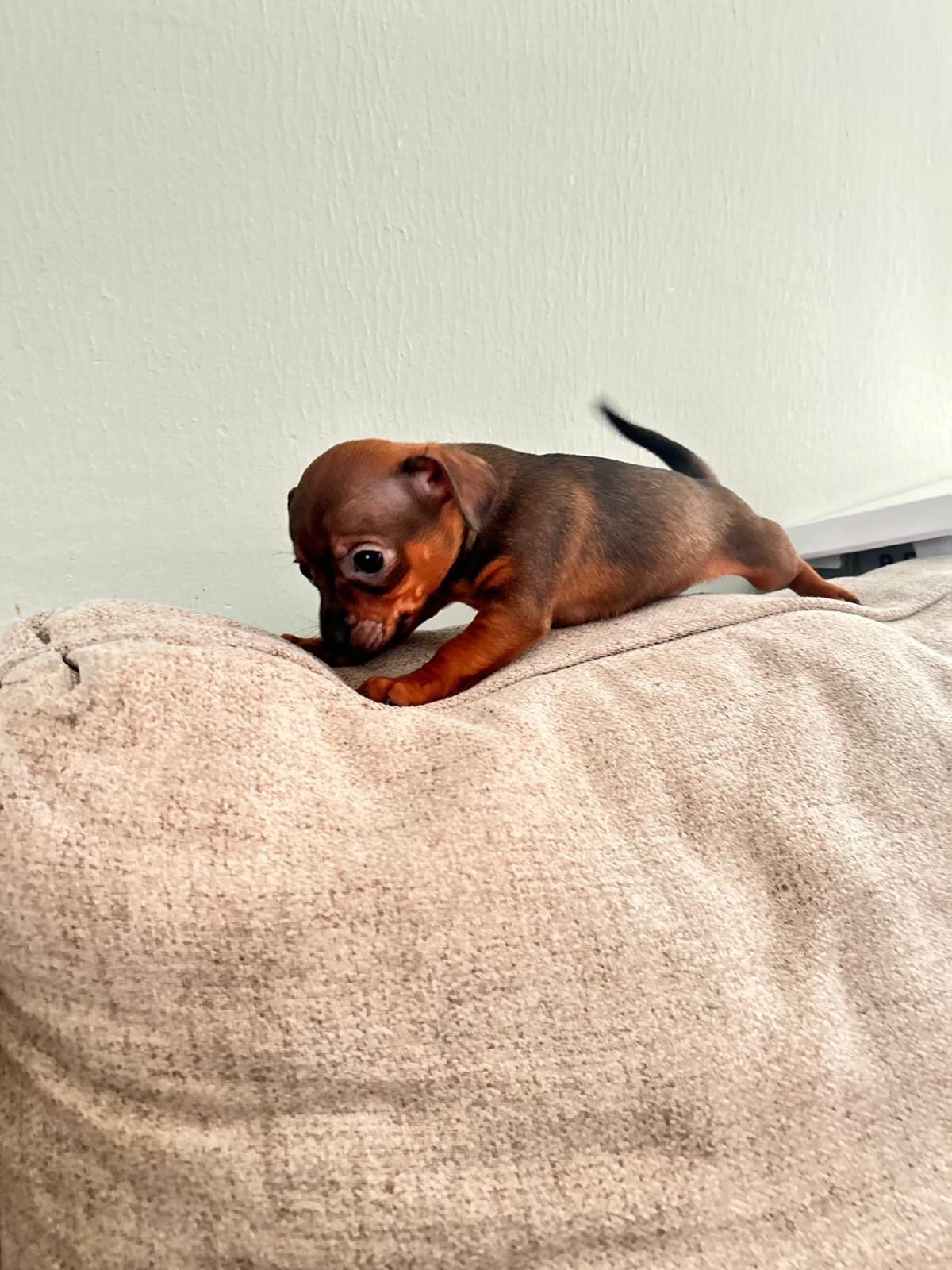 Chihuahuas ❤️❤️❤️ image 7