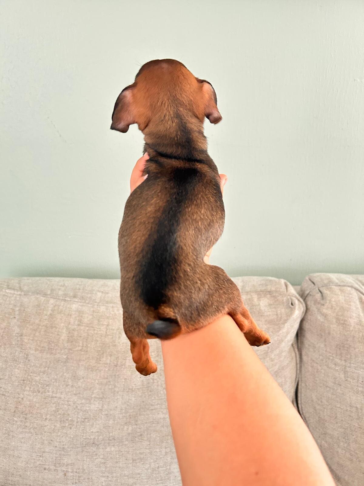 Chihuahuas ❤️❤️❤️ image 3