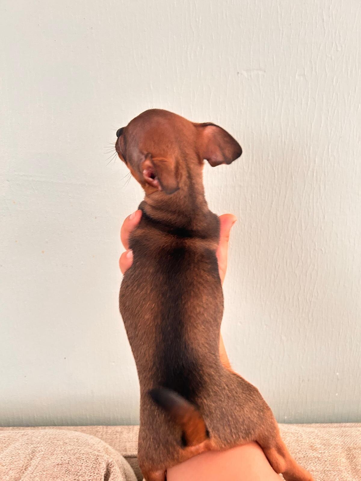Chihuahuas ❤️❤️❤️ image 9