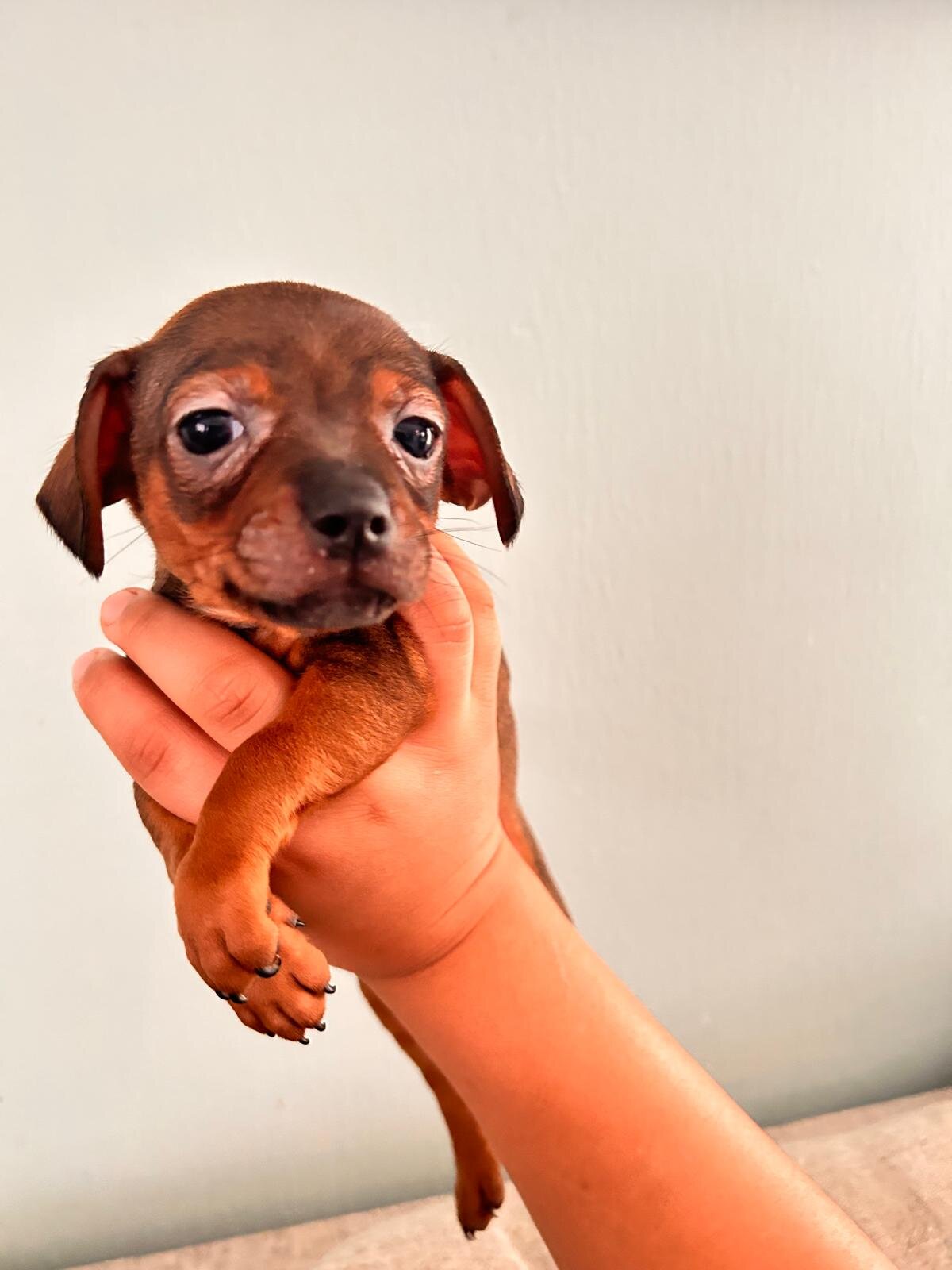 Chihuahuas ❤️❤️❤️ image 1