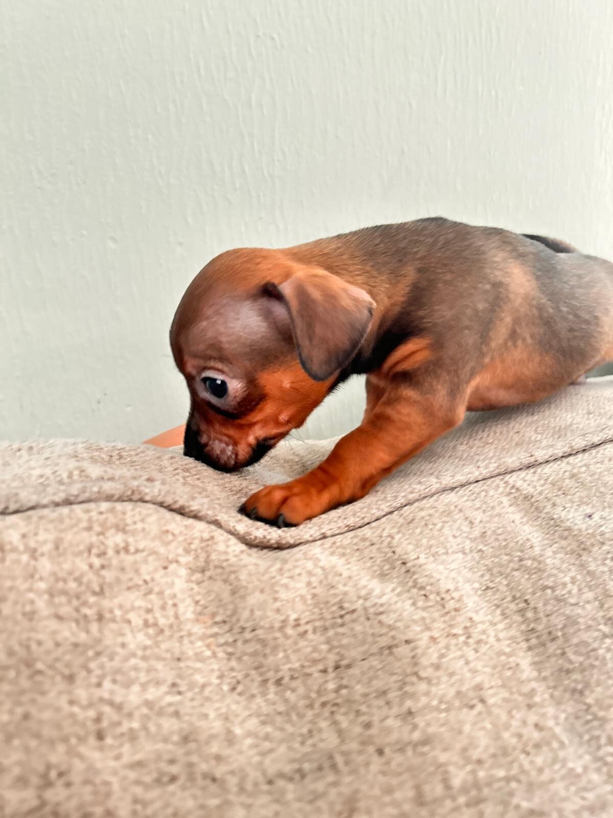 Chihuahuas ❤️❤️❤️ image 4