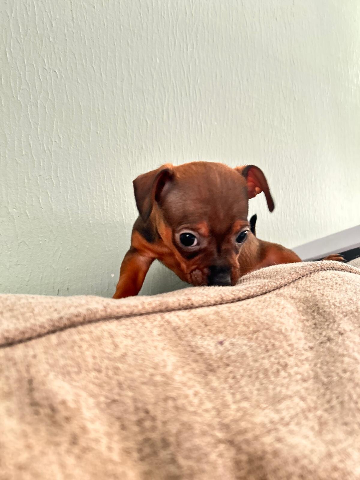 Chihuahuas ❤️❤️❤️ image 6