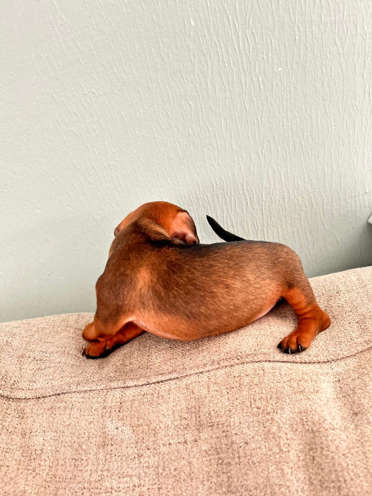 Chihuahuas ❤️❤️❤️ image 5