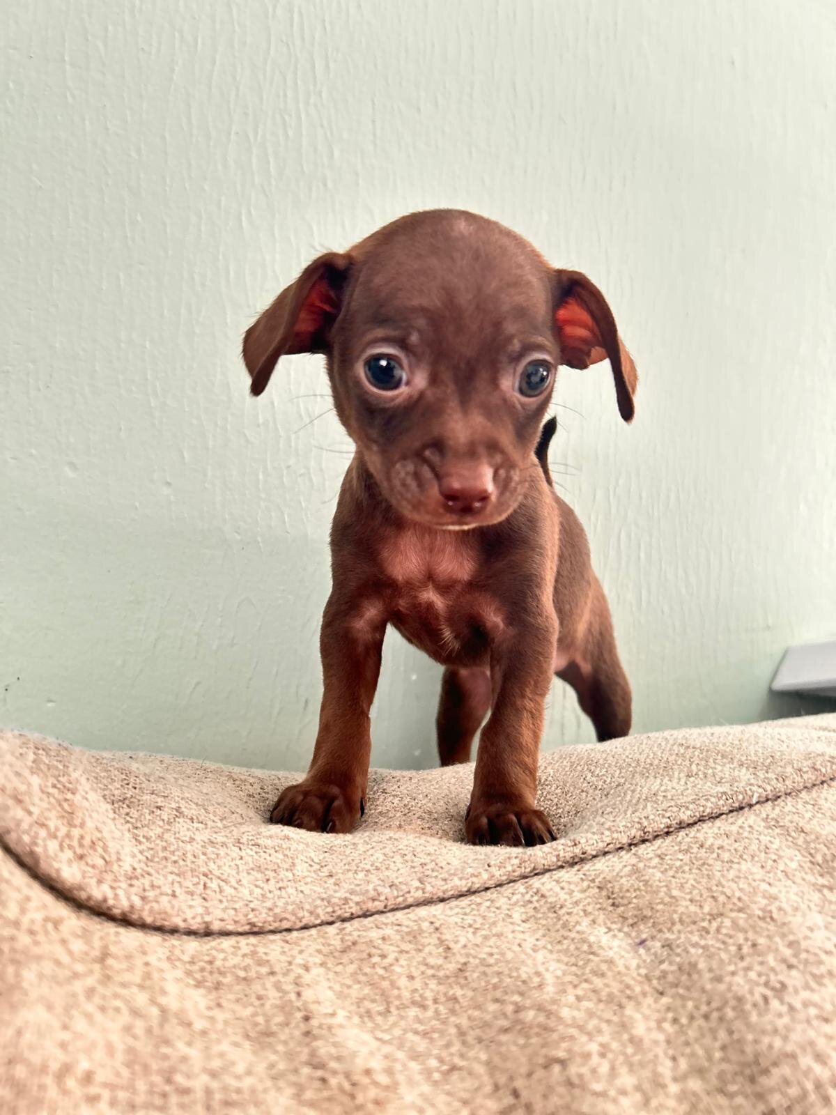 Chihuahuas babies ❤️❤️❤️ image 3