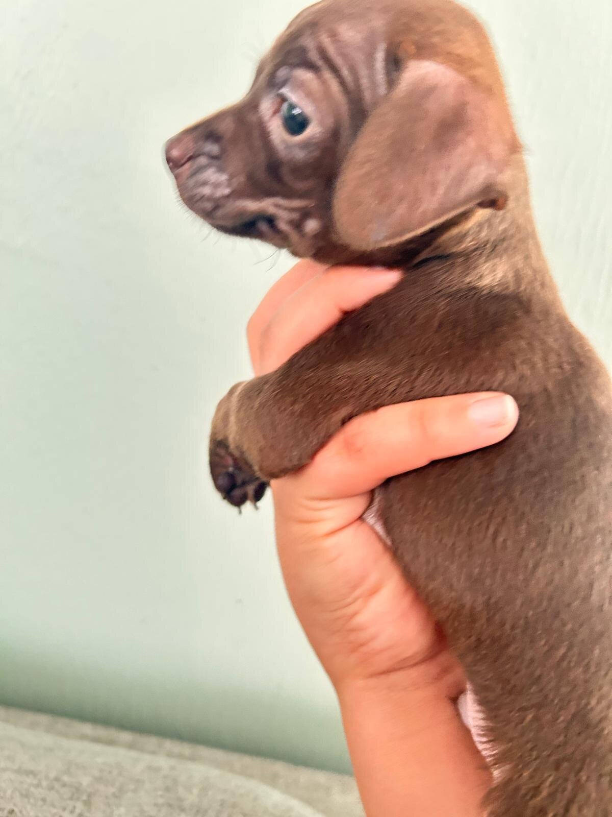 Chihuahuas babies ❤️❤️❤️ image 9