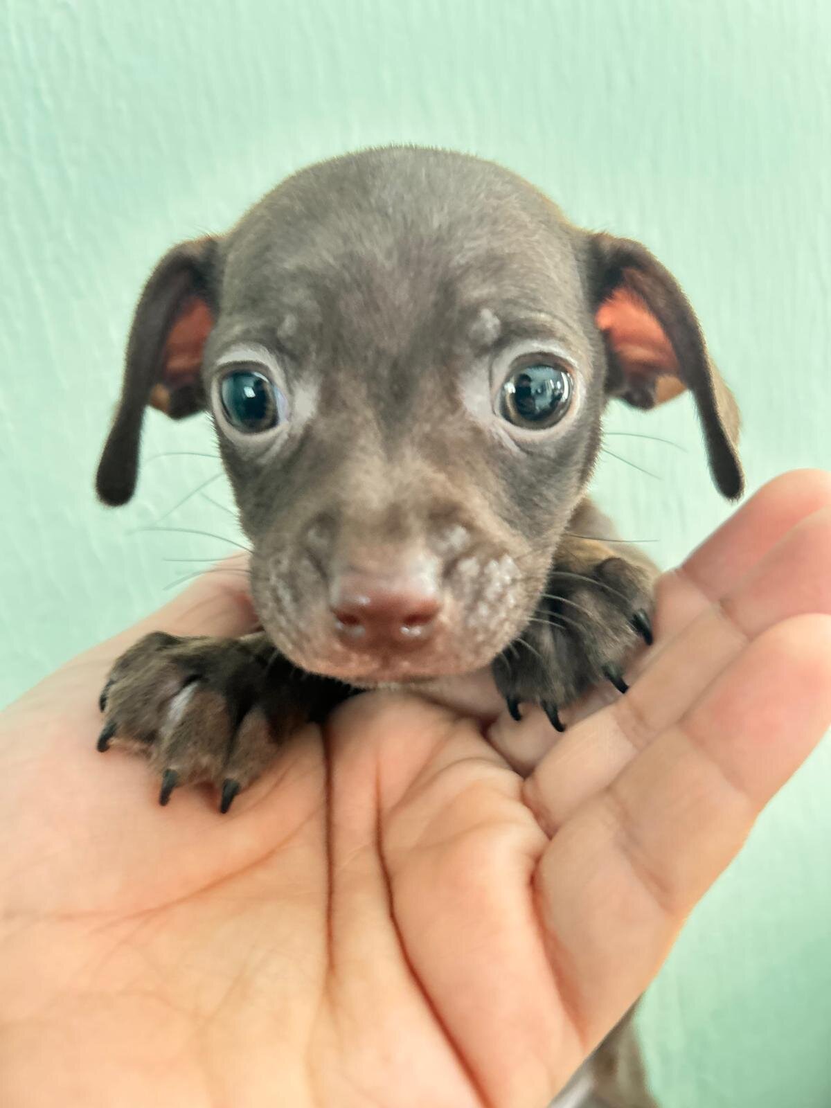 Chihuahuas babies ❤️❤️❤️ image 1