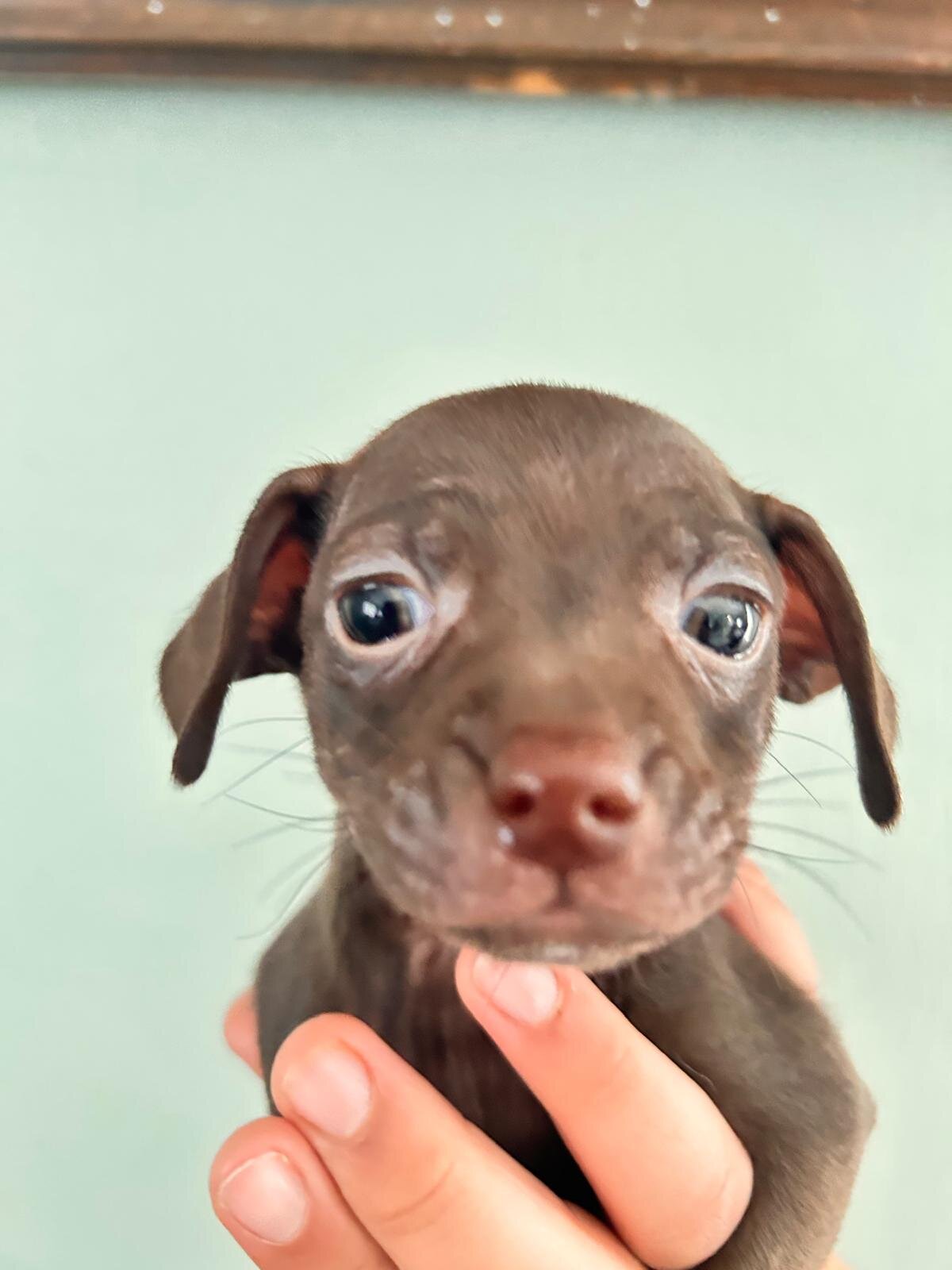 Chihuahuas babies ❤️❤️❤️ image 7