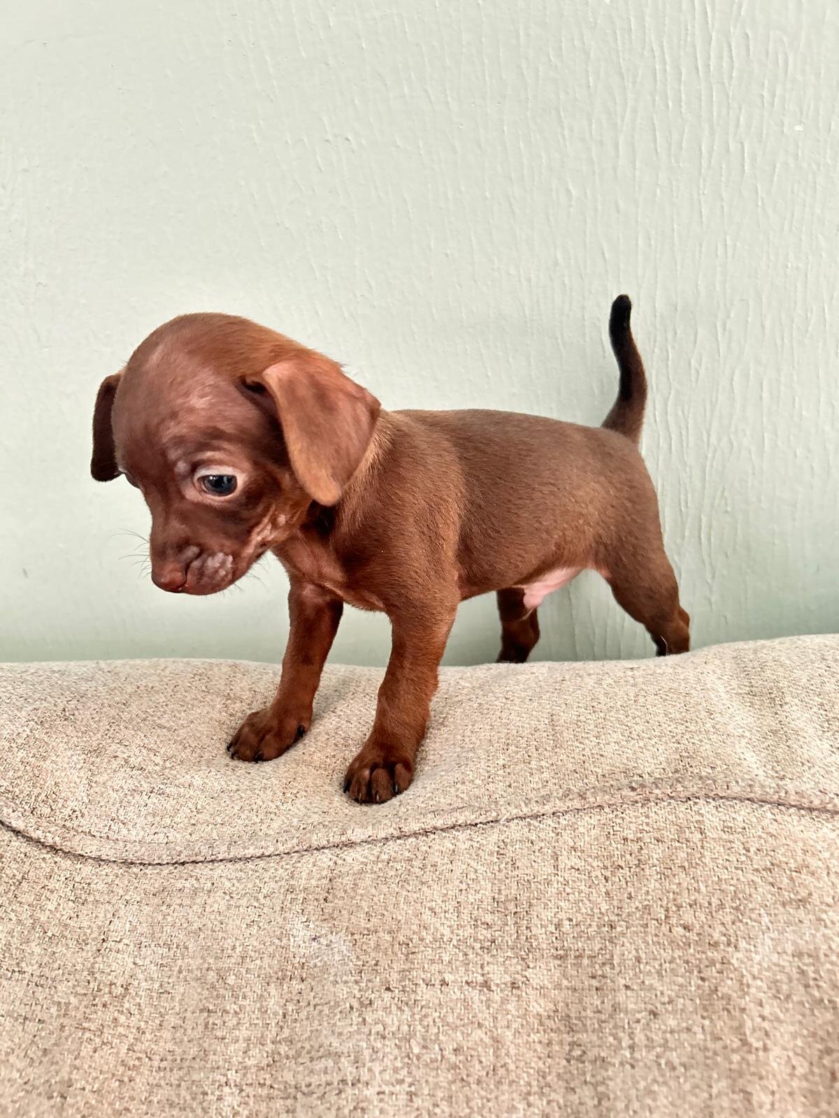 Chihuahuas babies ❤️❤️❤️ image 6