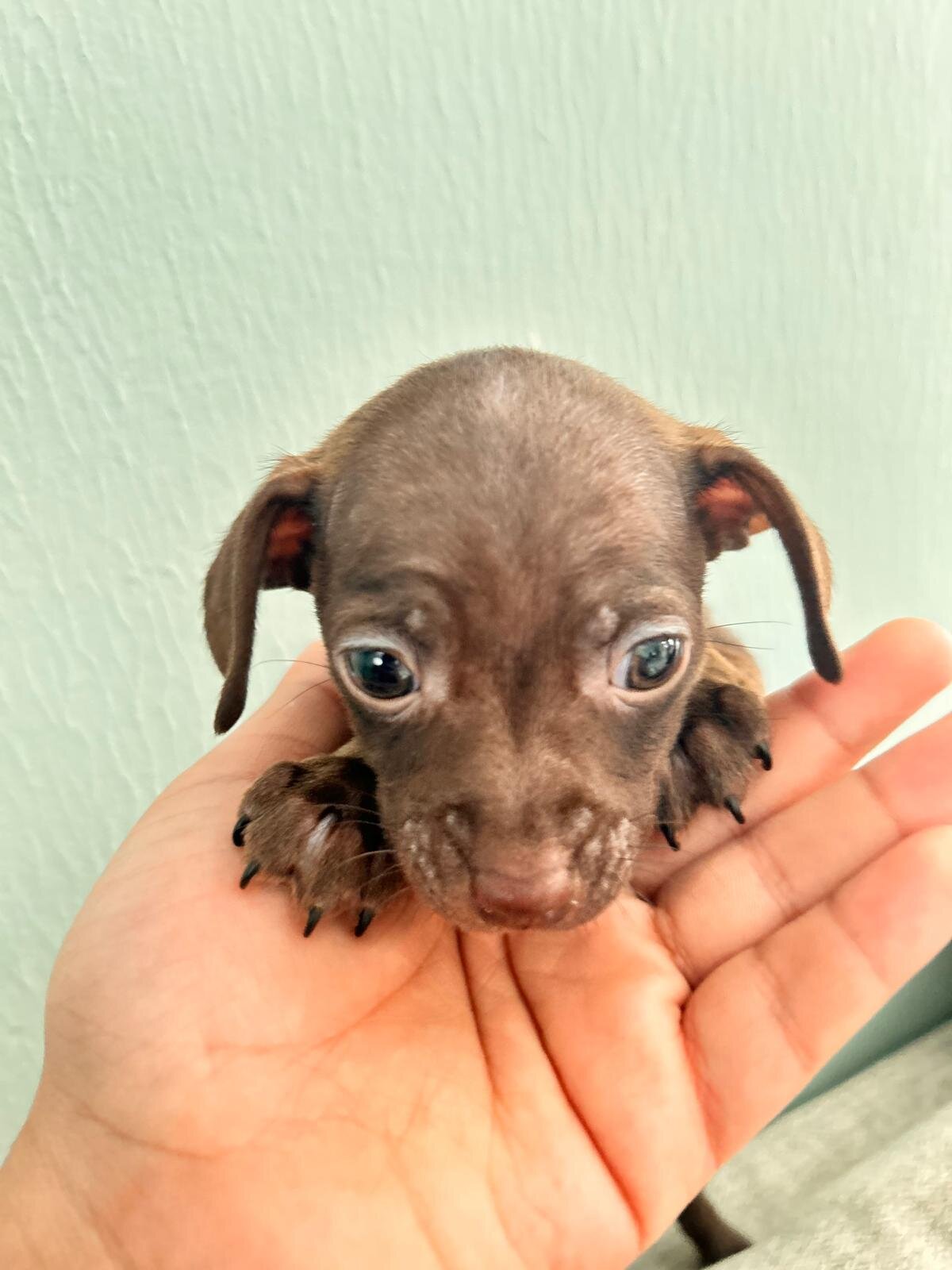 Chihuahuas babies ❤️❤️❤️ image 2