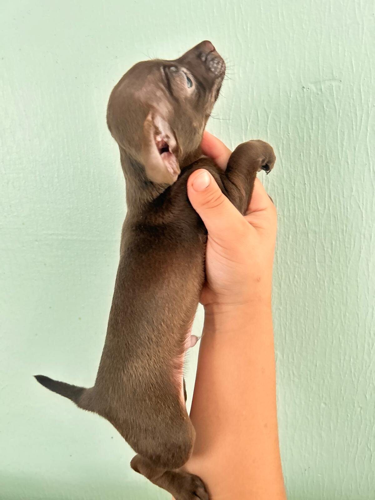 Chihuahuas babies ❤️❤️❤️ image 5
