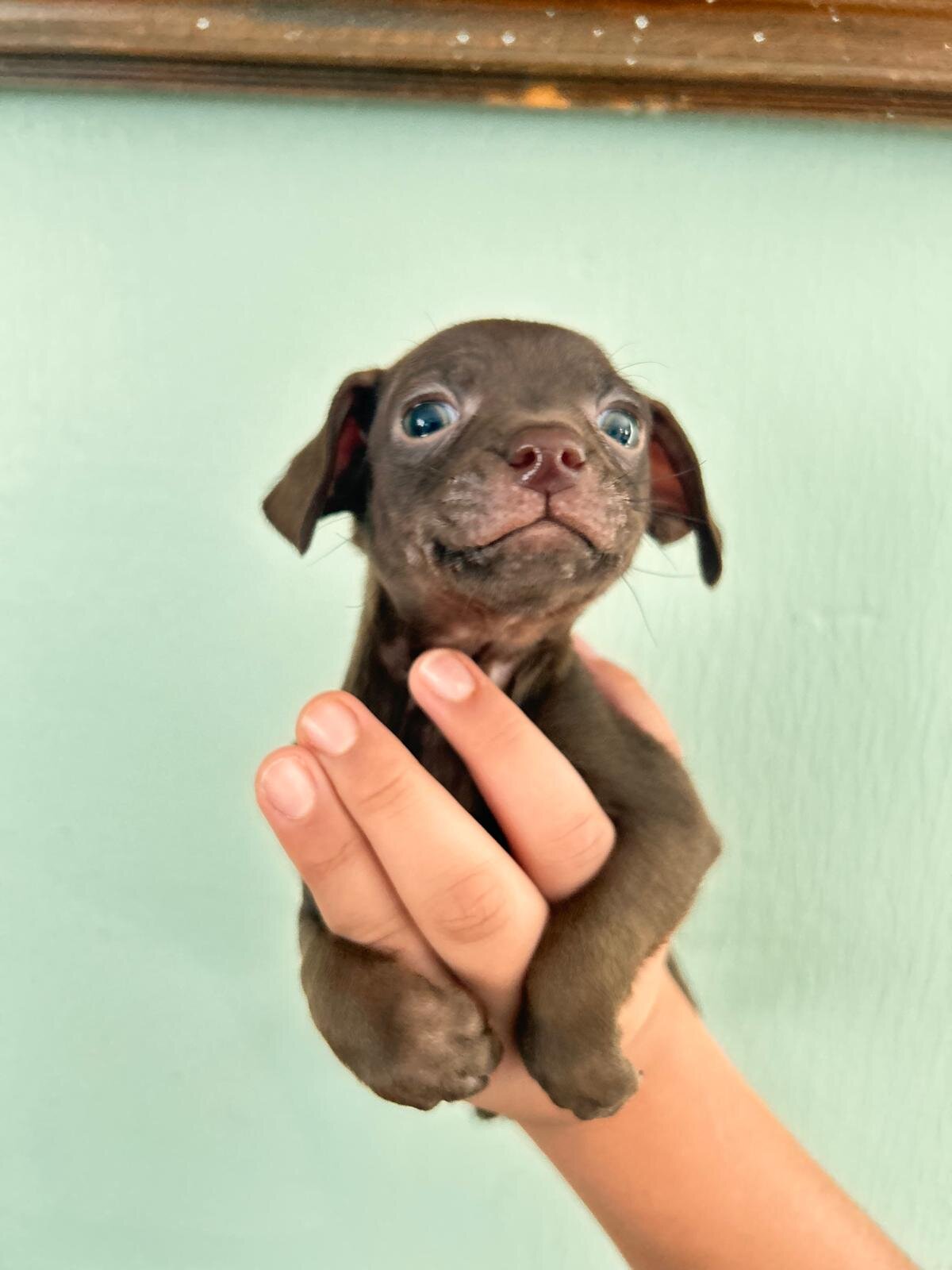 Chihuahuas babies ❤️❤️❤️ image 4