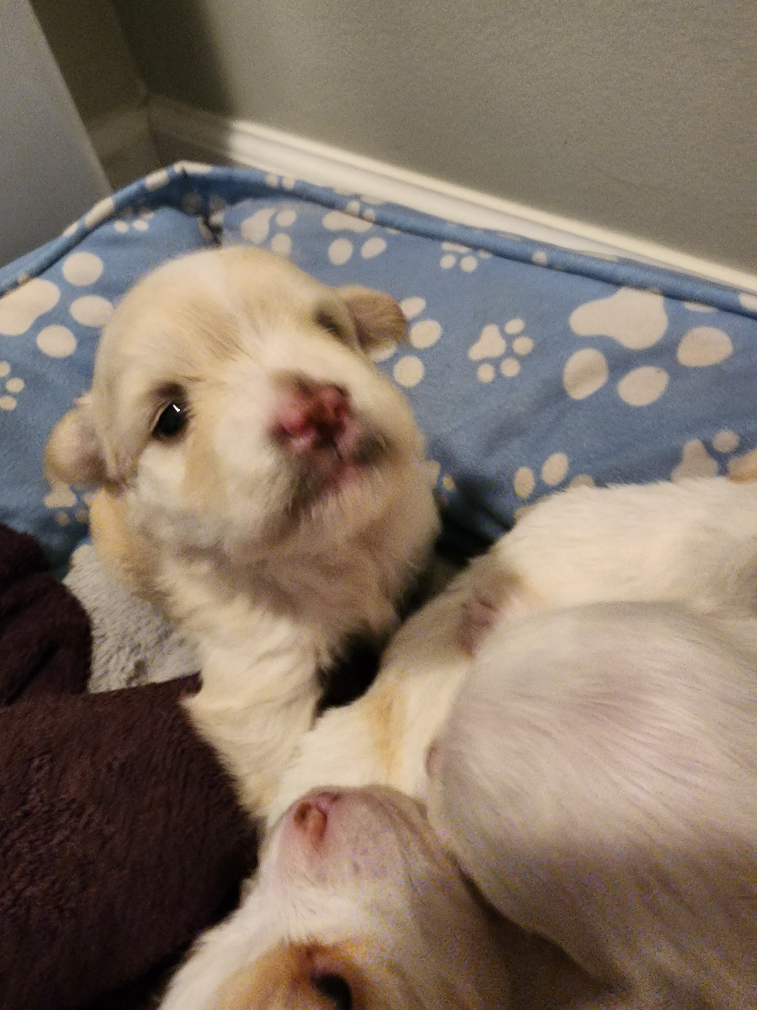 Malti pups image 6