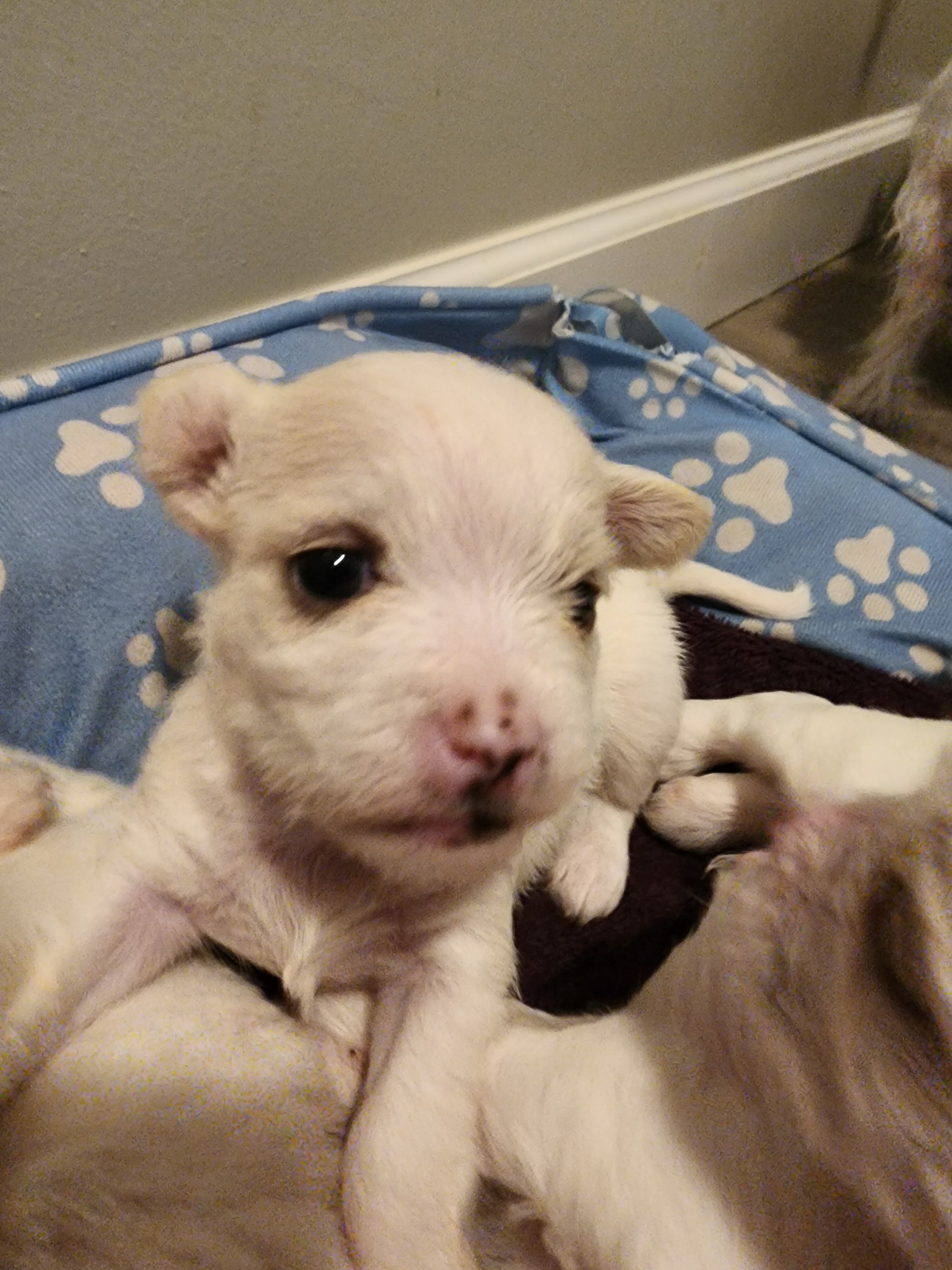 Malti pups image 5