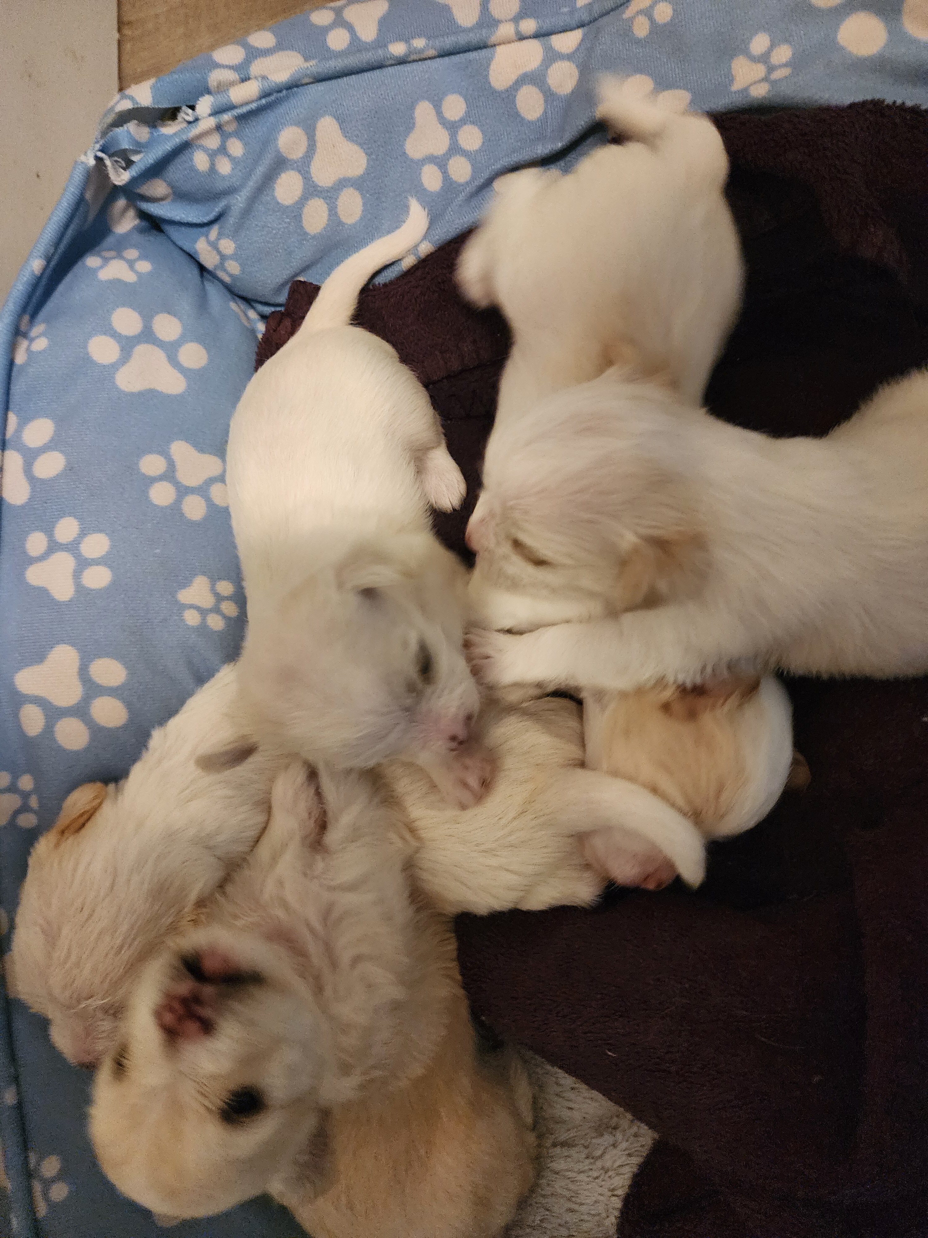 Malti pups image 3
