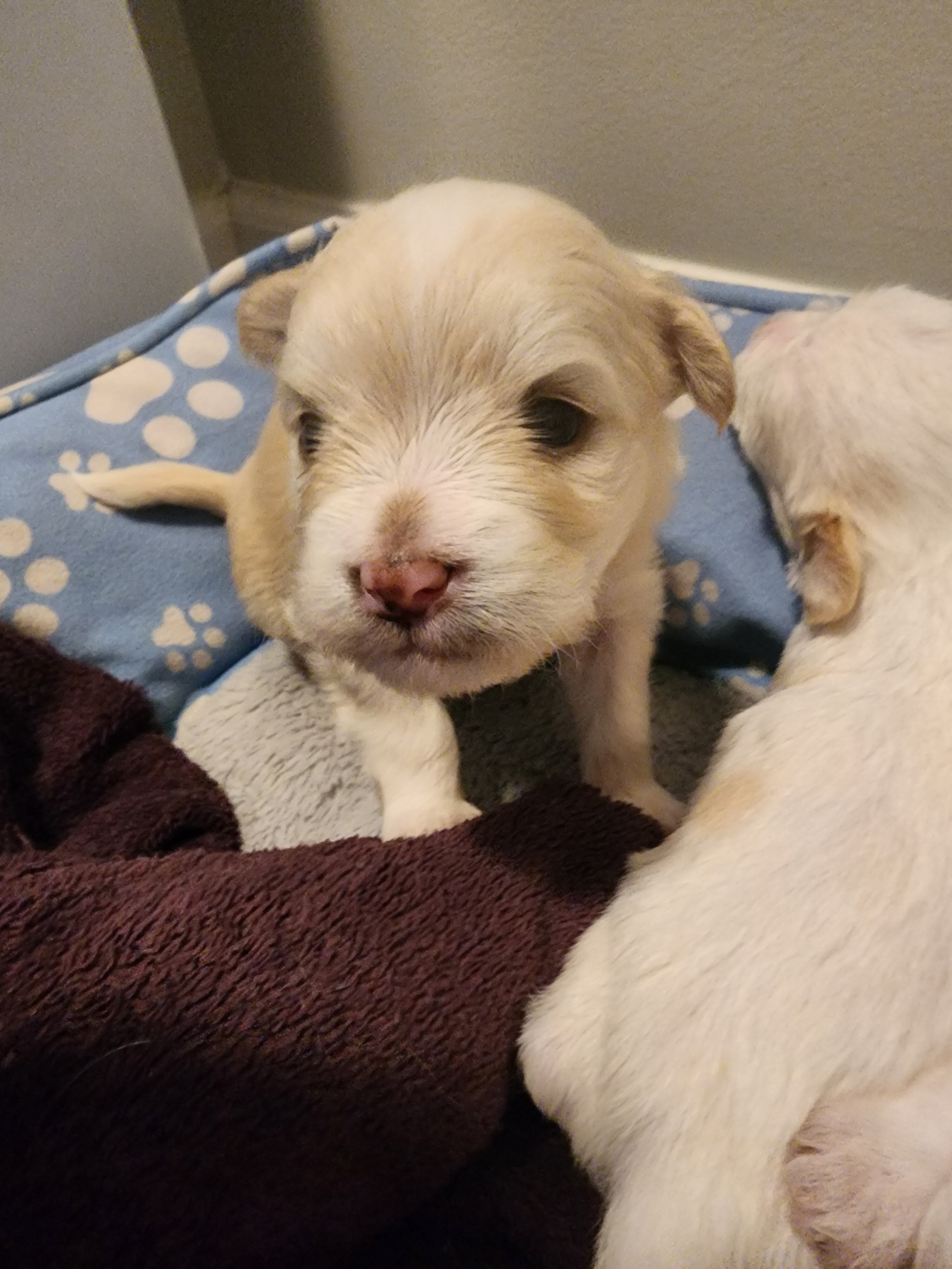 Malti pups image 2