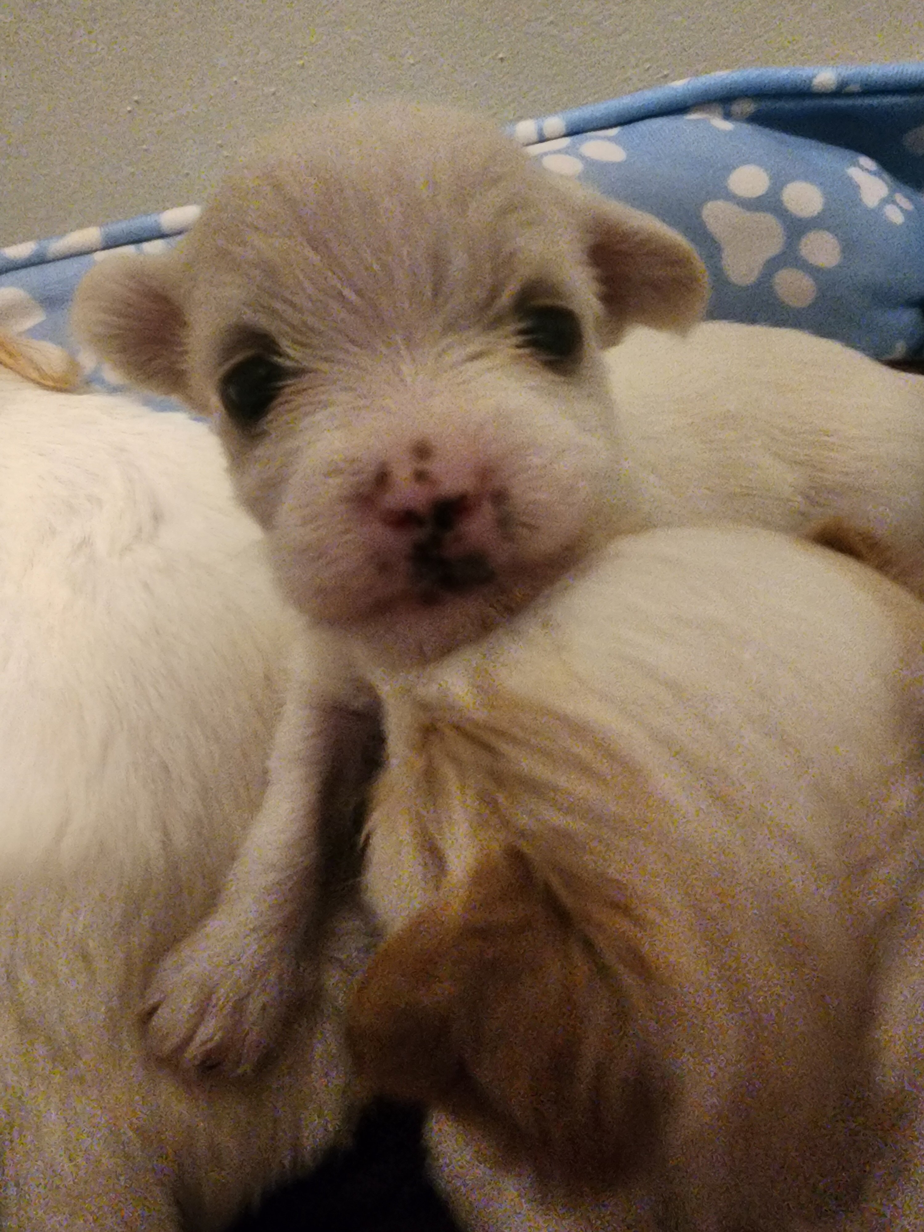 Malti pups image 1